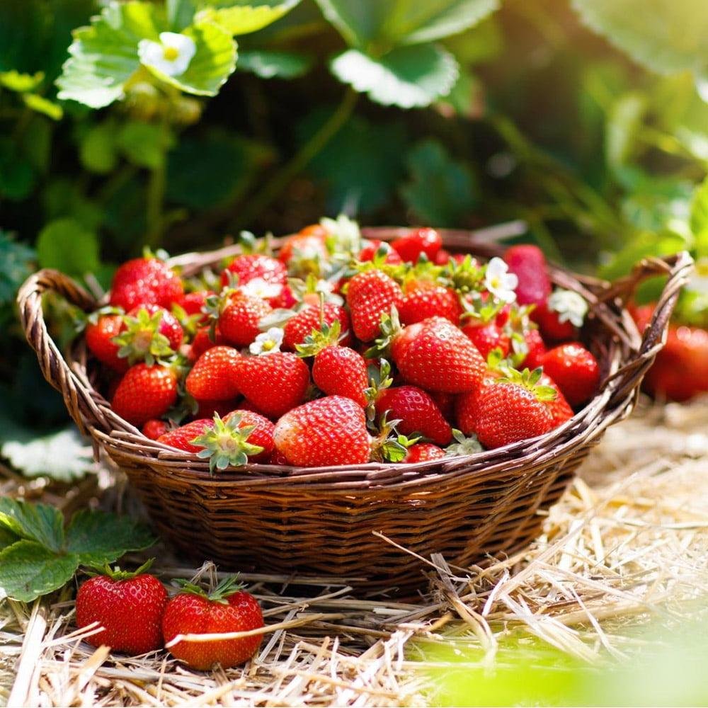 A basket of freshly picked red strawberries in a strawberry field, with some strawberries and green leaves on the straw ground.