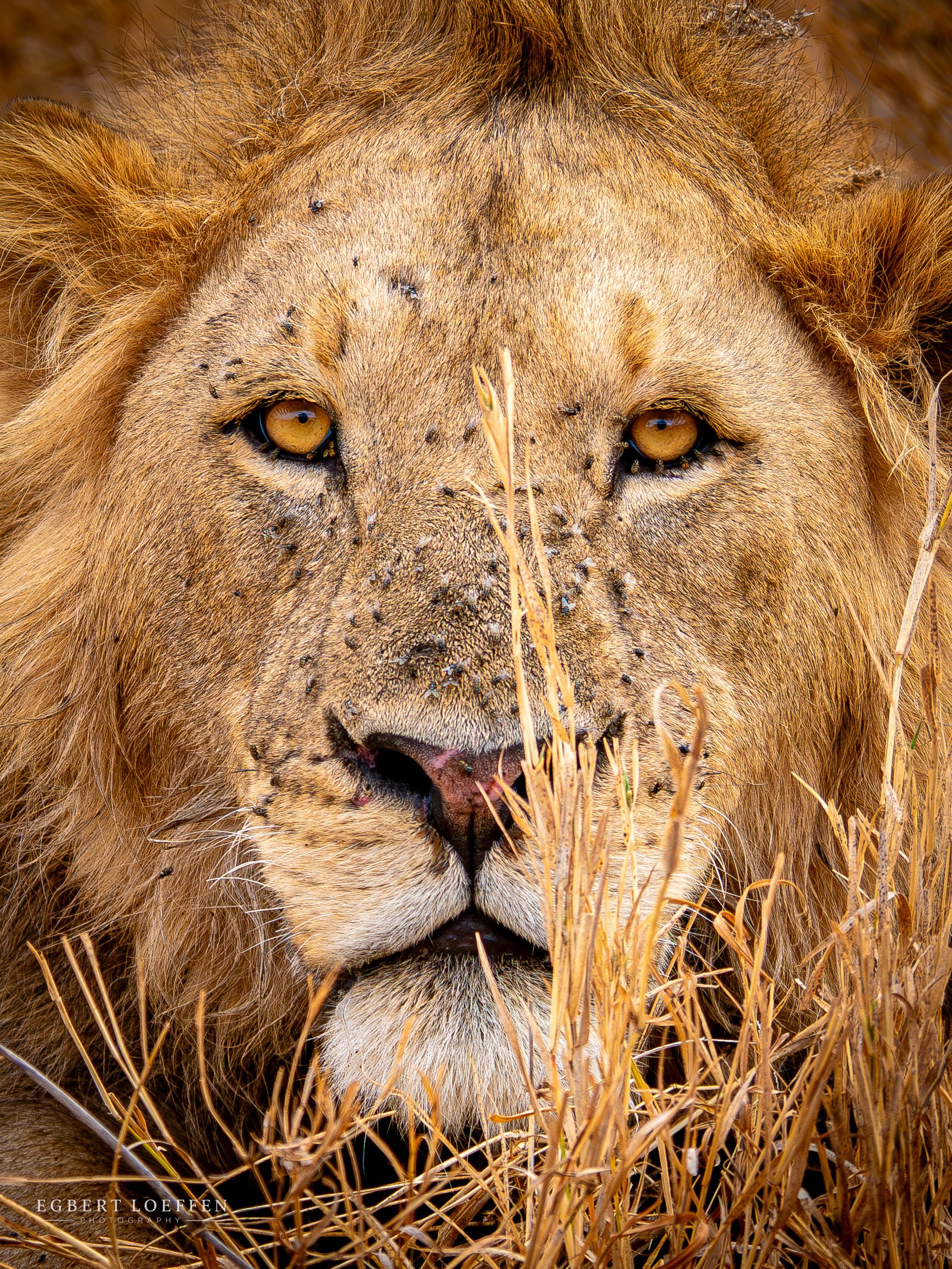 Close-up of a lion's face partially obscured by tall, dry grass, with the lion's golden eyes and mane visible.