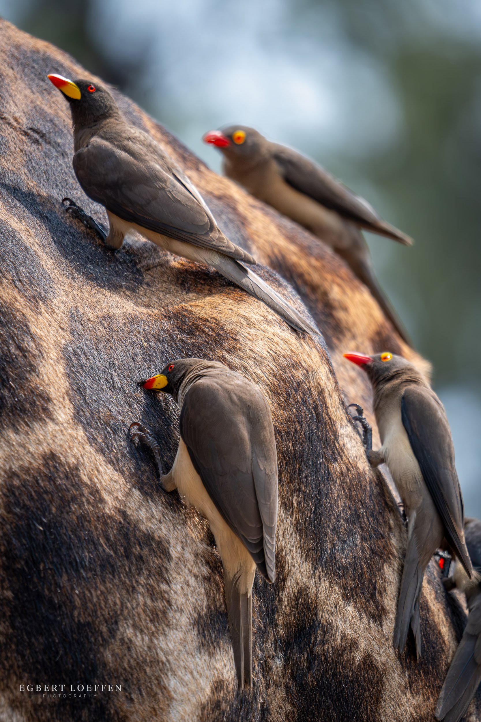 Multiple birds with gray and white plumage, yellow and red beaks, and red eyes are perched on a textured, brown tree trunk.