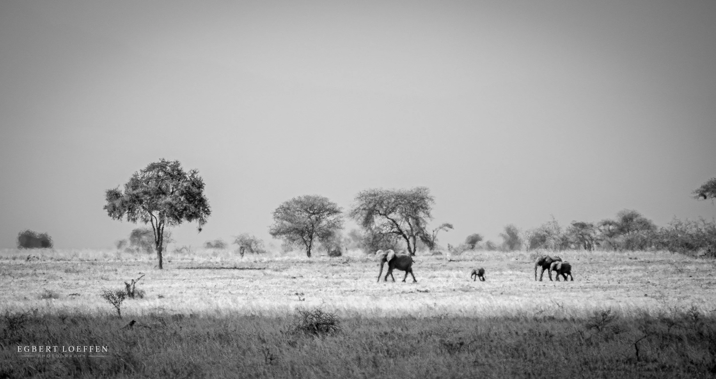 Black and white photo of a savannah landscape with trees and elephants, including calves, grazing in the distance.