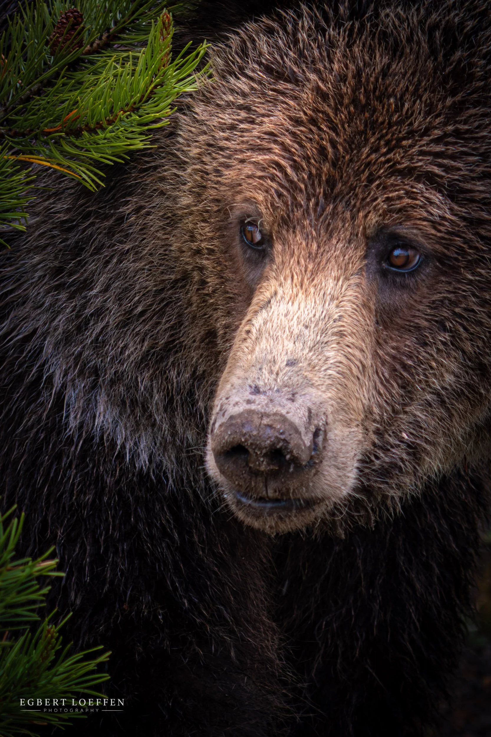Close-up of a brown bear's face surrounded by green pine branches.