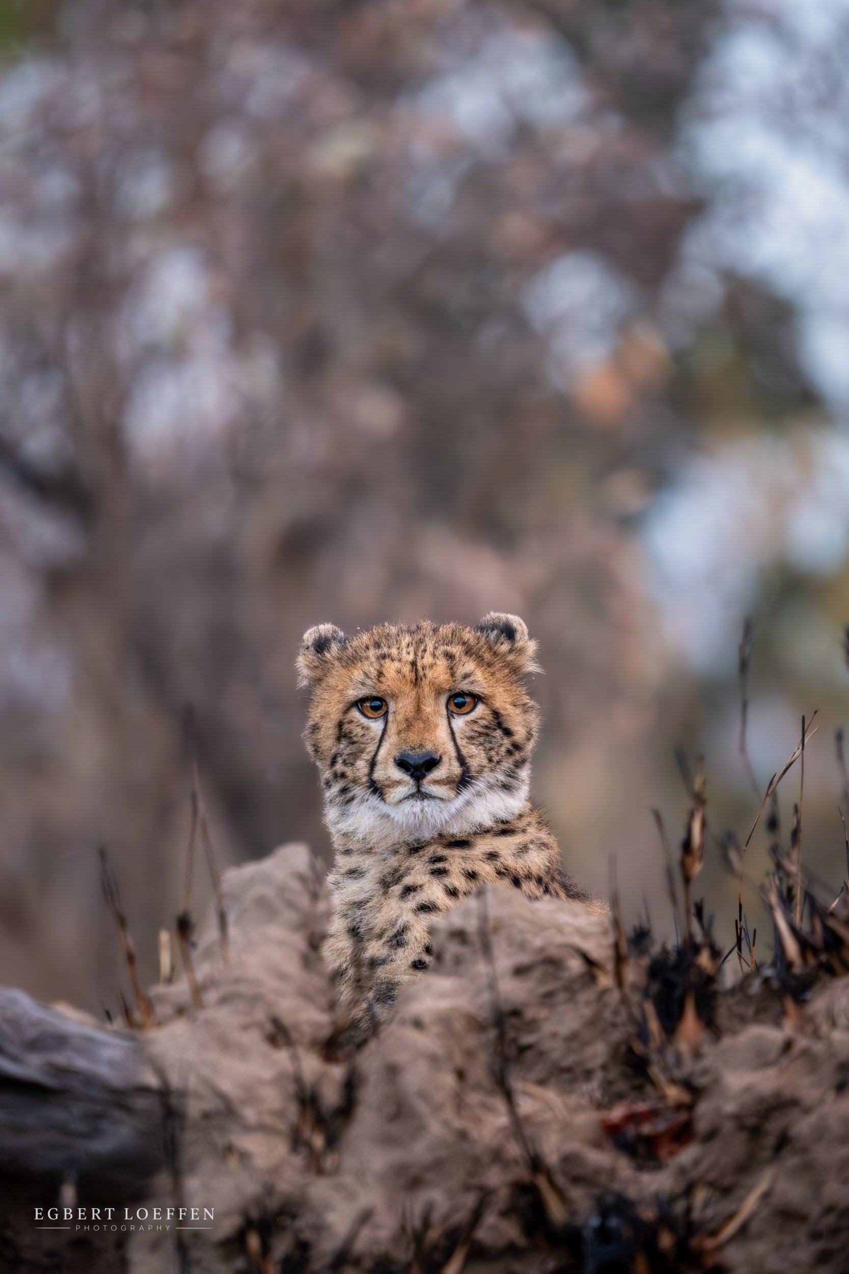 A close-up of a young cheetah walking on dry ground with blurred trees in the background.