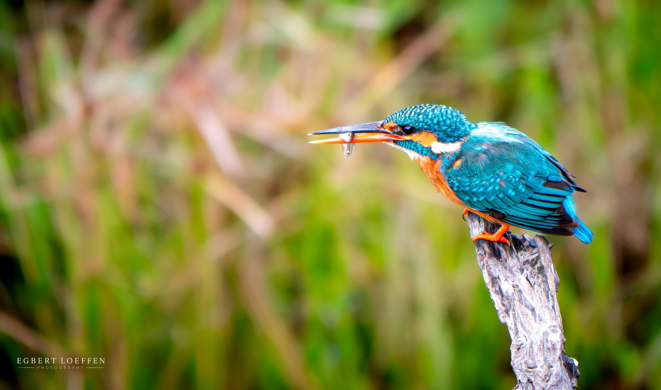 A colorful kingfisher bird perched on a weathered wooden post with a fish in its beak, against a blurred green natural background.