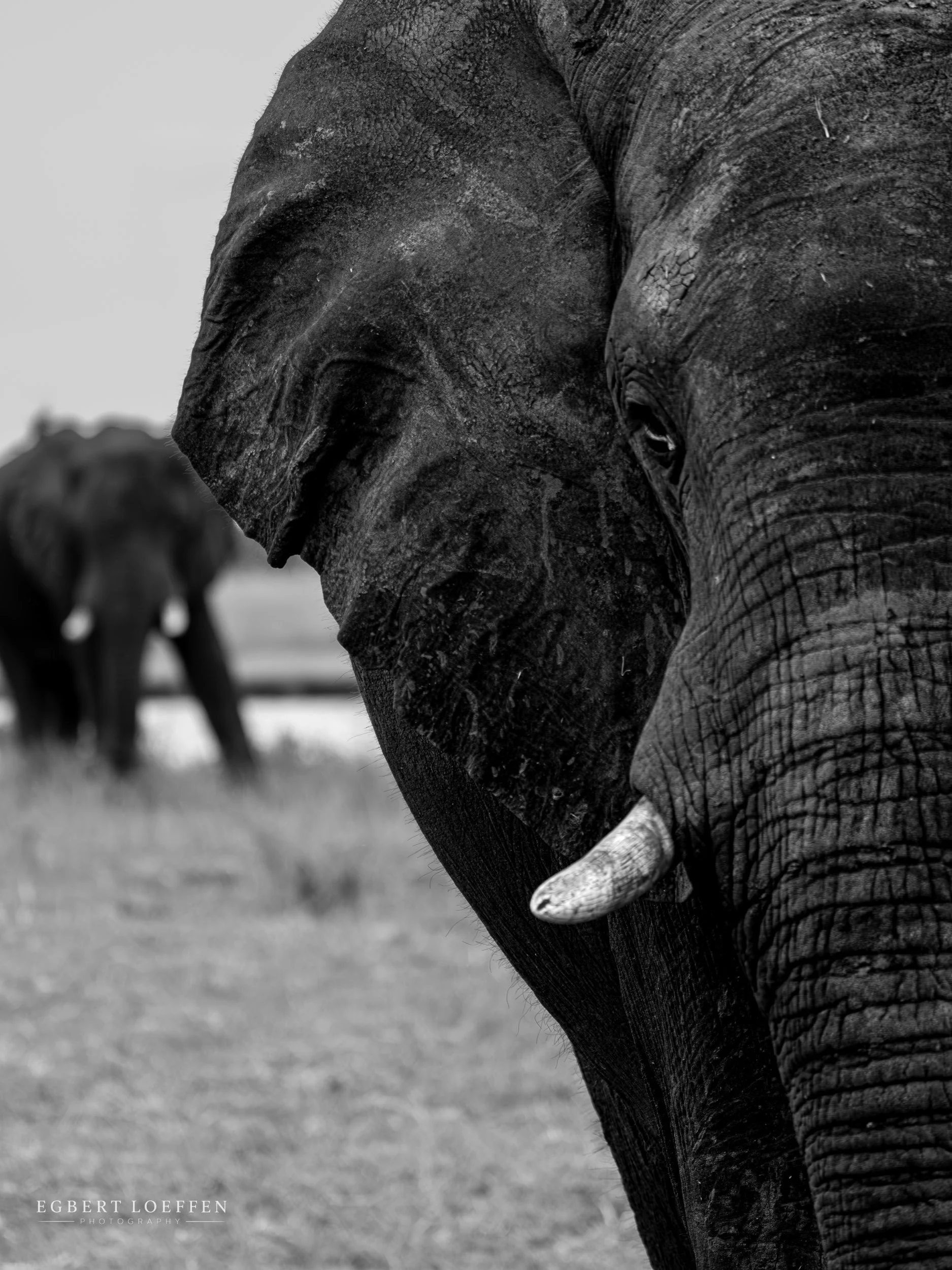 Close-up of the head and trunk of an elephant, showing detailed textured skin. The background shows a grassy plain with another elephant blurred in the distance.