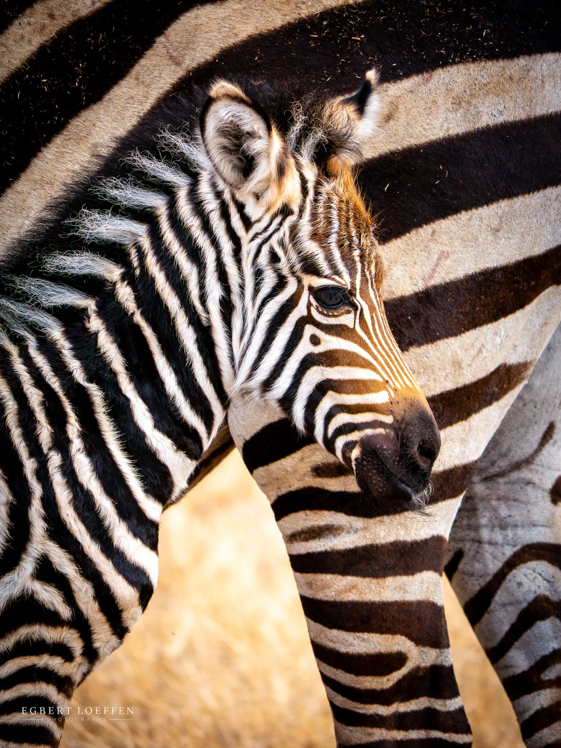 Close-up of a zebra and a baby zebra resting their heads together, showing their black and white striped fur within a natural outdoor setting.