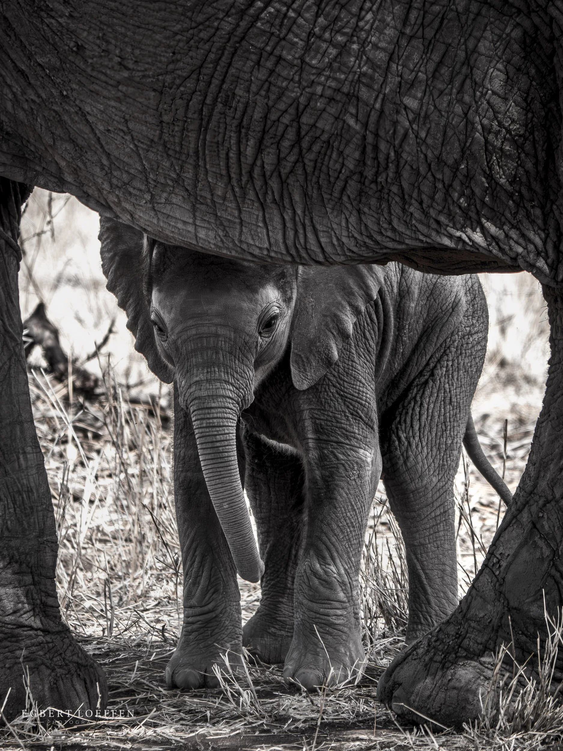 A young elephant standing between two tree trunks in a dry grassland, with its trunk hanging down and looking directly at the camera, in black and white.