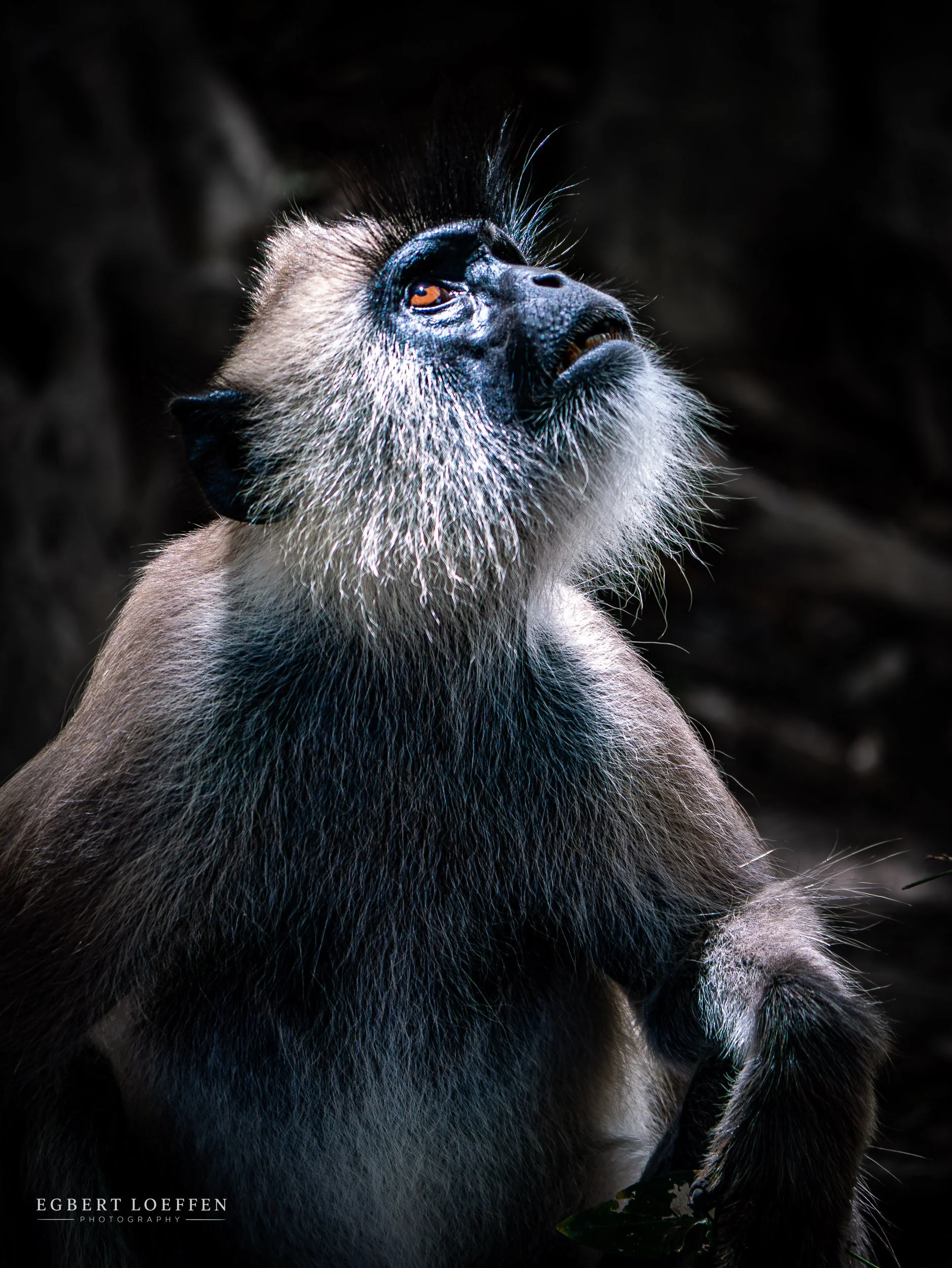 Close-up of a capuchin monkey looking upwards with dark background and detailed fur and facial features.