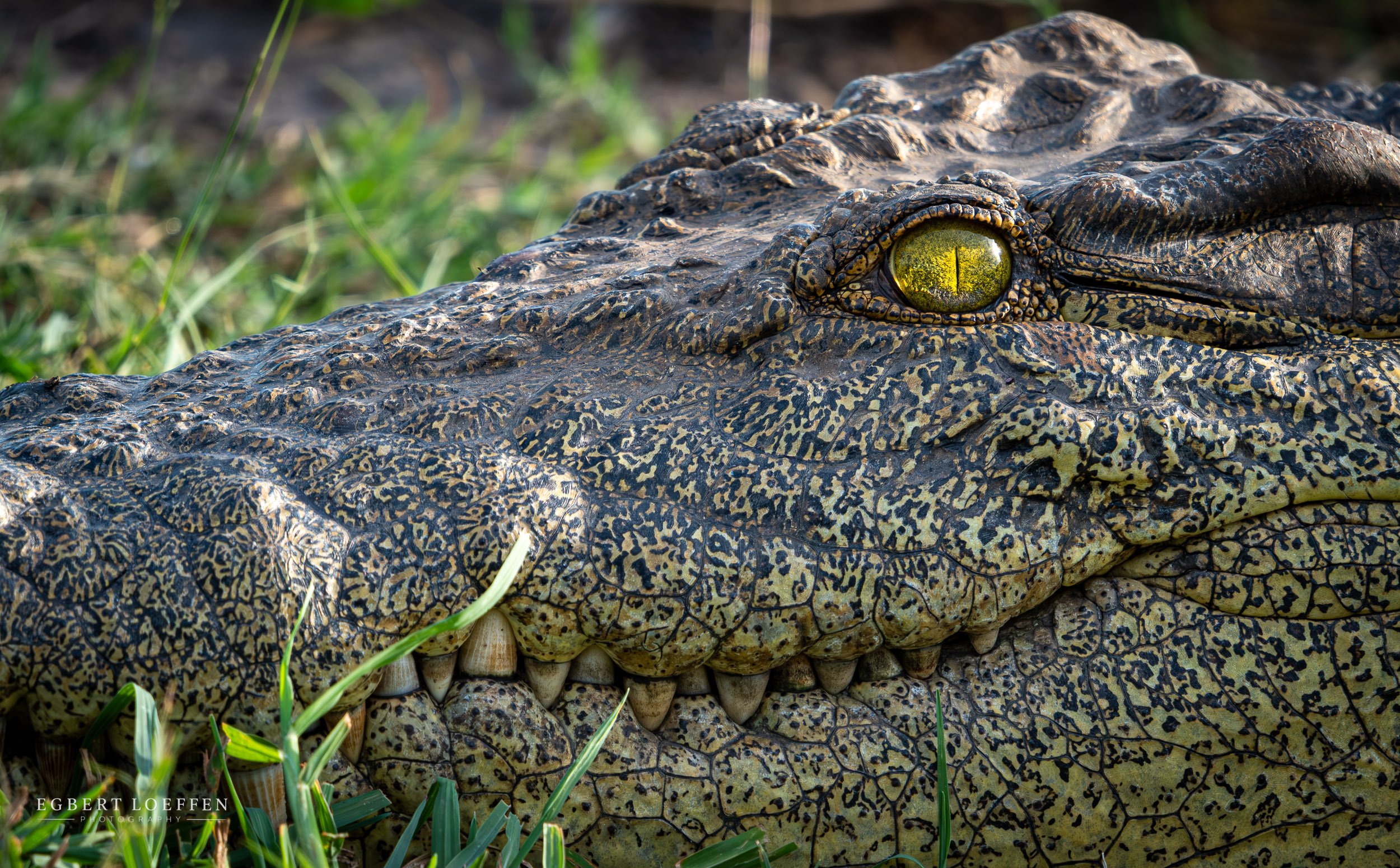 Close-up of a crocodile lying on grass, showing its rough, patterned skin and a yellowish-green eye.