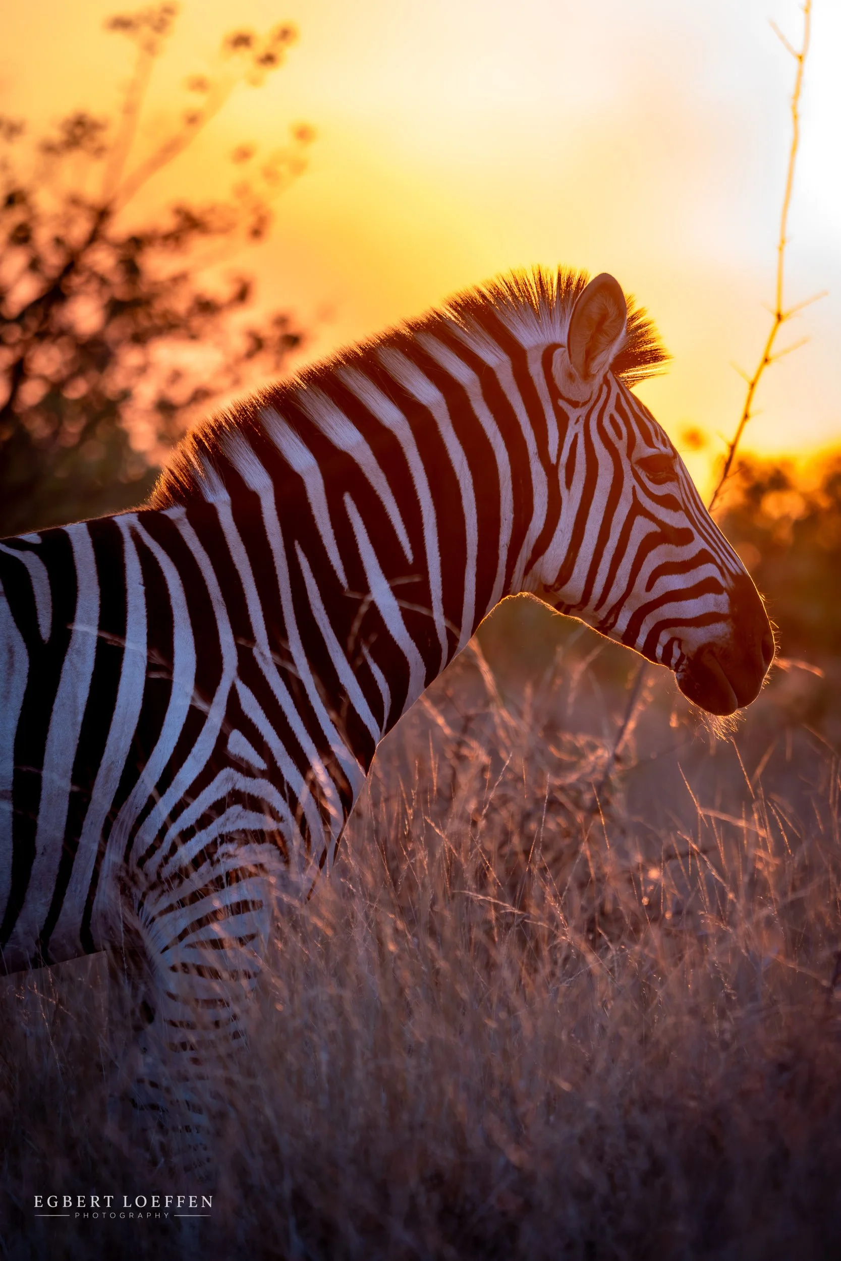 A zebra walking in tall grass at sunset, with warm orange and yellow tones in the background.