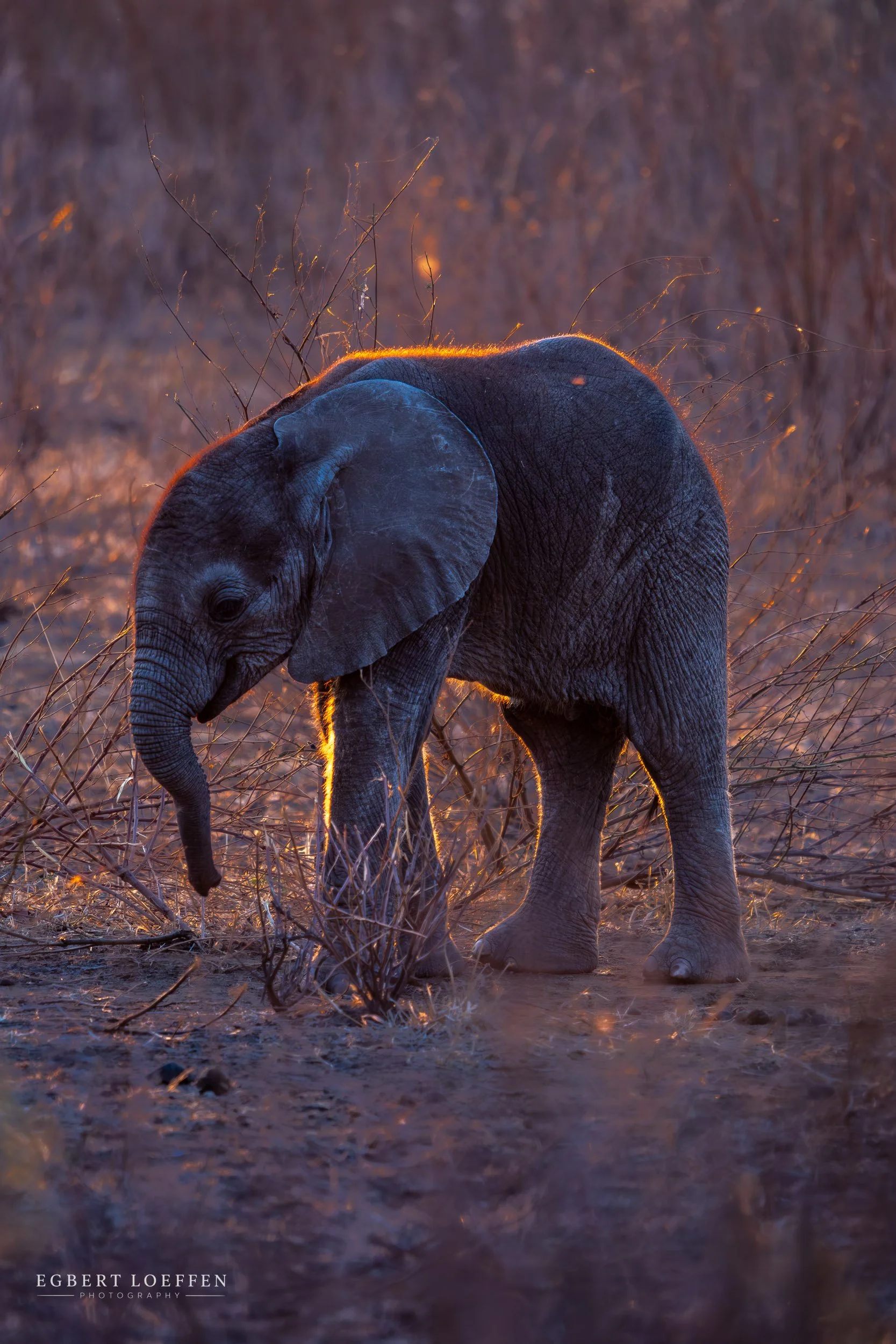A baby elephant walking through dry grass and dirt at sunset, with sunlight highlighting its back and ears.
