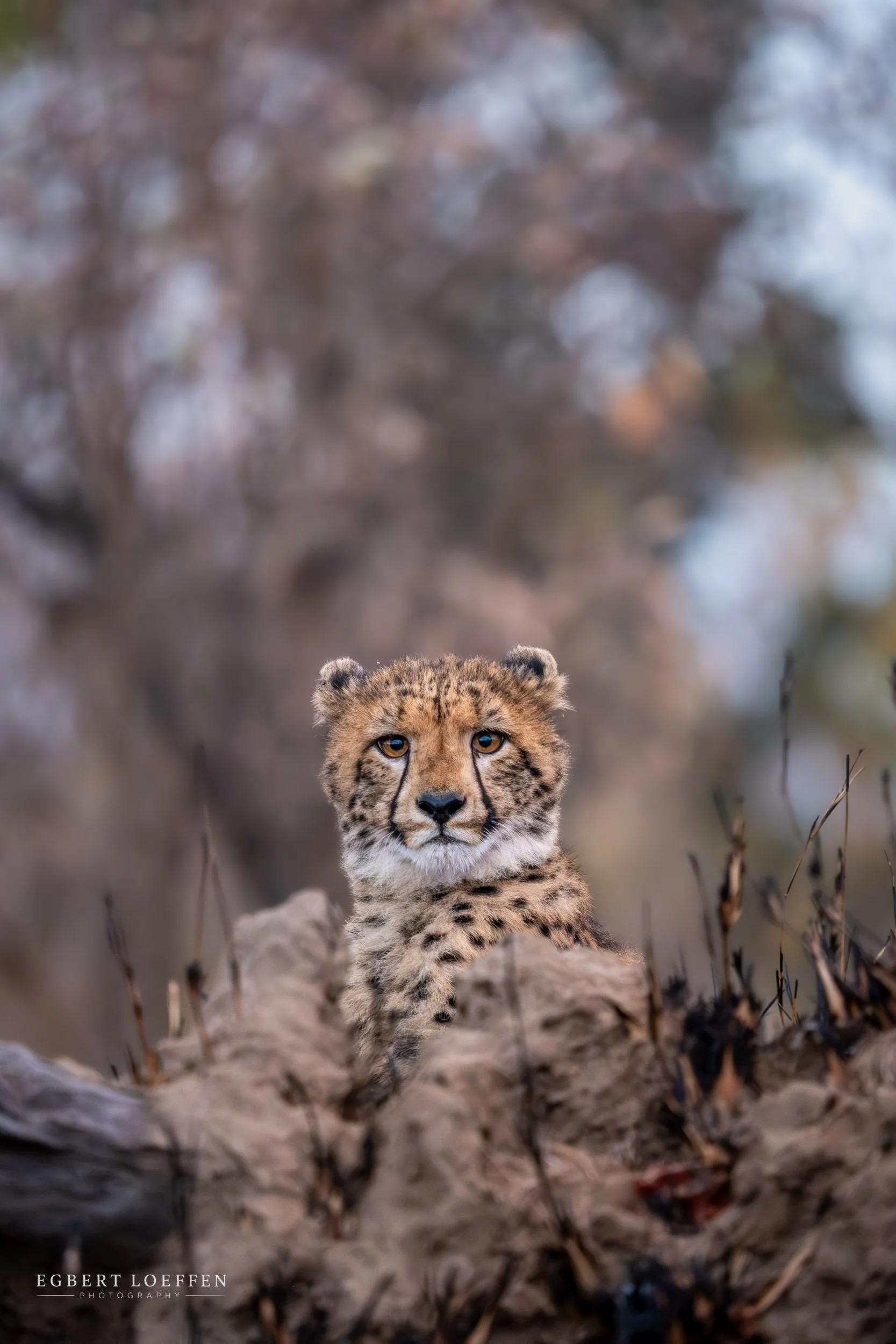Close-up of a baby cheetah walking through dry grass and twigs in a natural environment, looking directly at the camera with focused eyes.