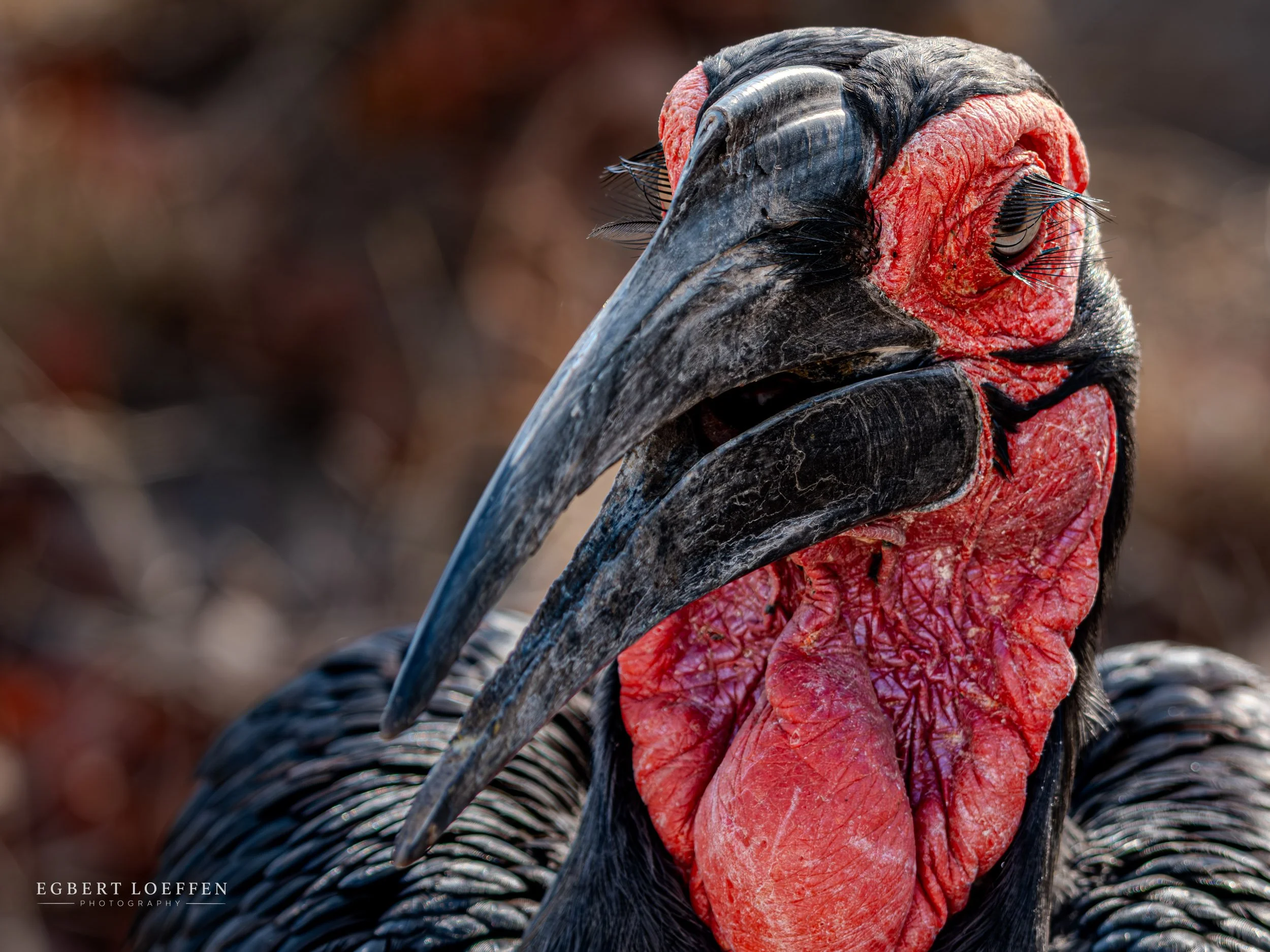 Close-up of a turkey's head, showing its large red fleshy wattle, black and gray beak, and dark feathers.