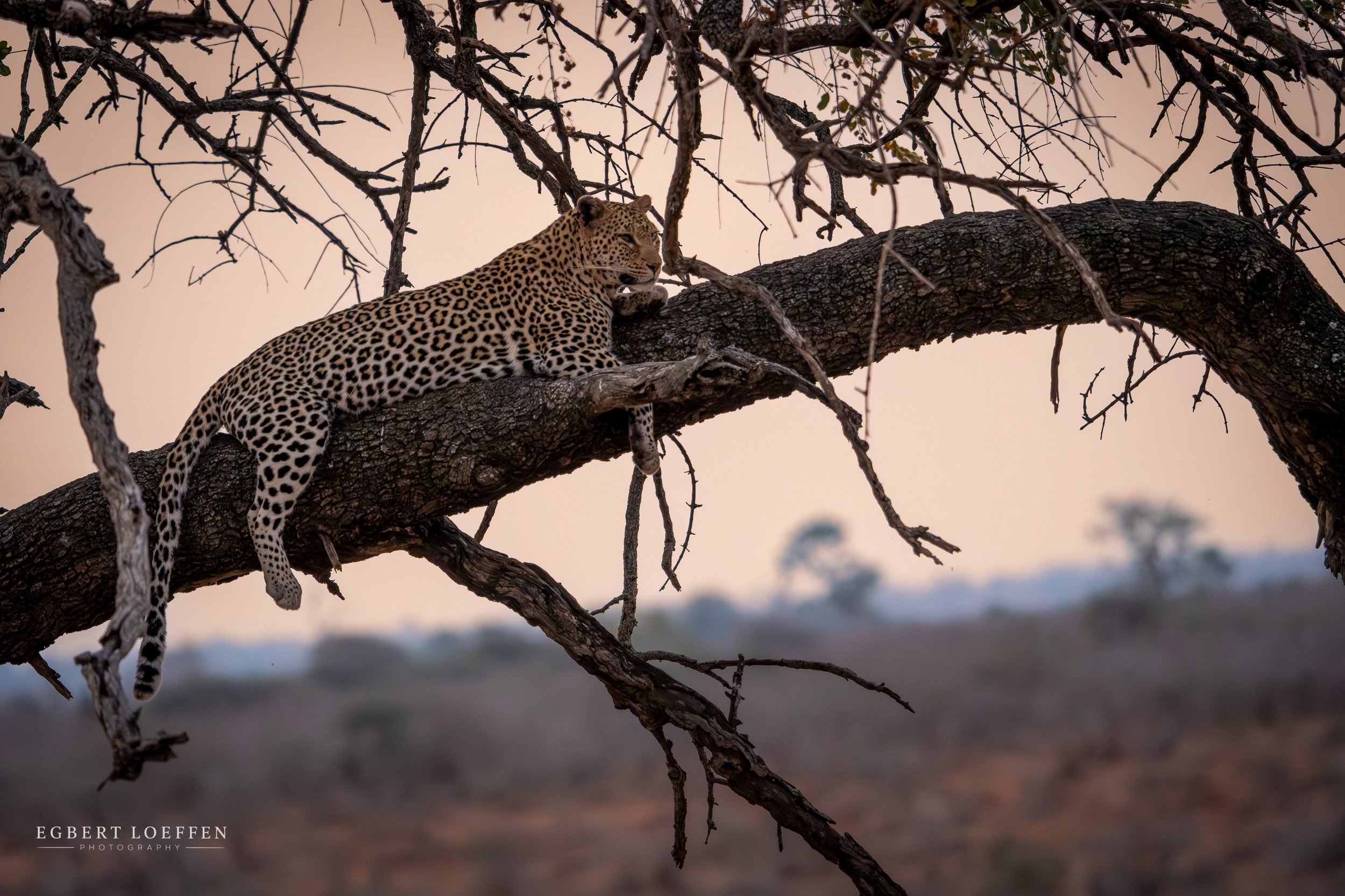 A leopard resting on a large tree branch with a background of a sunset or sunrise sky and distant landscape.