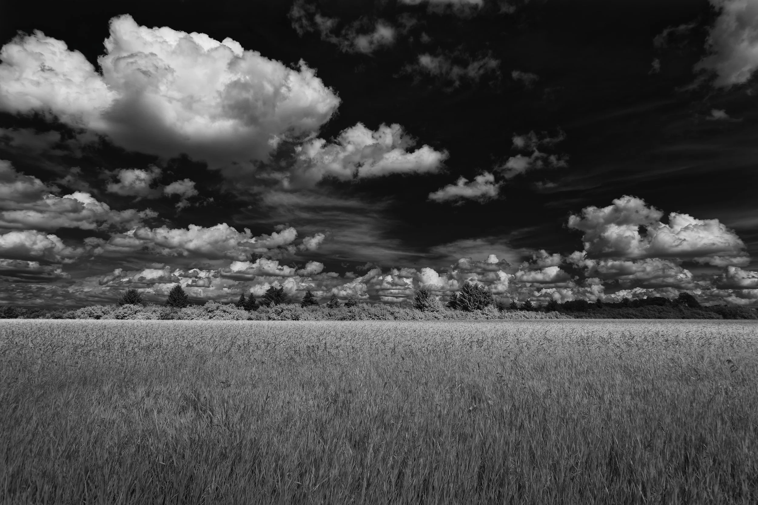 HayField070425_01_K0A0846_CF.jpg
