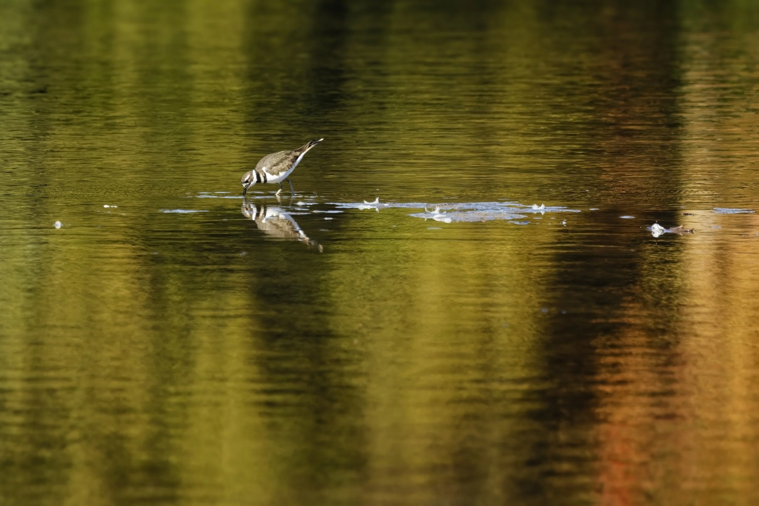 _74A0035_CF-1.jpg
