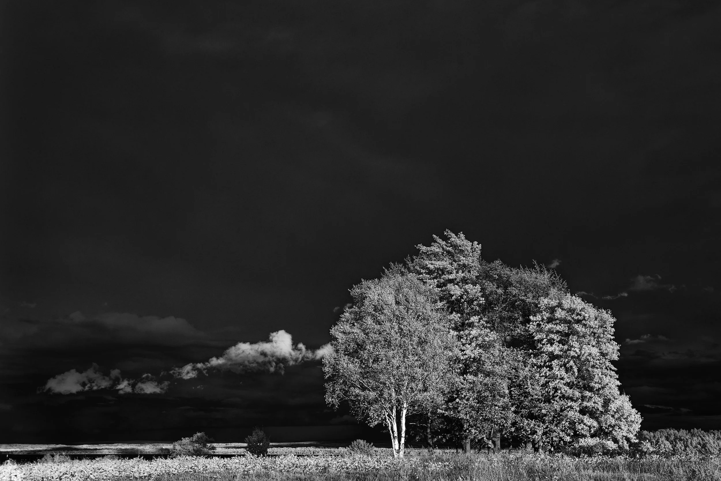 _K0A2596_1_CF.jpg