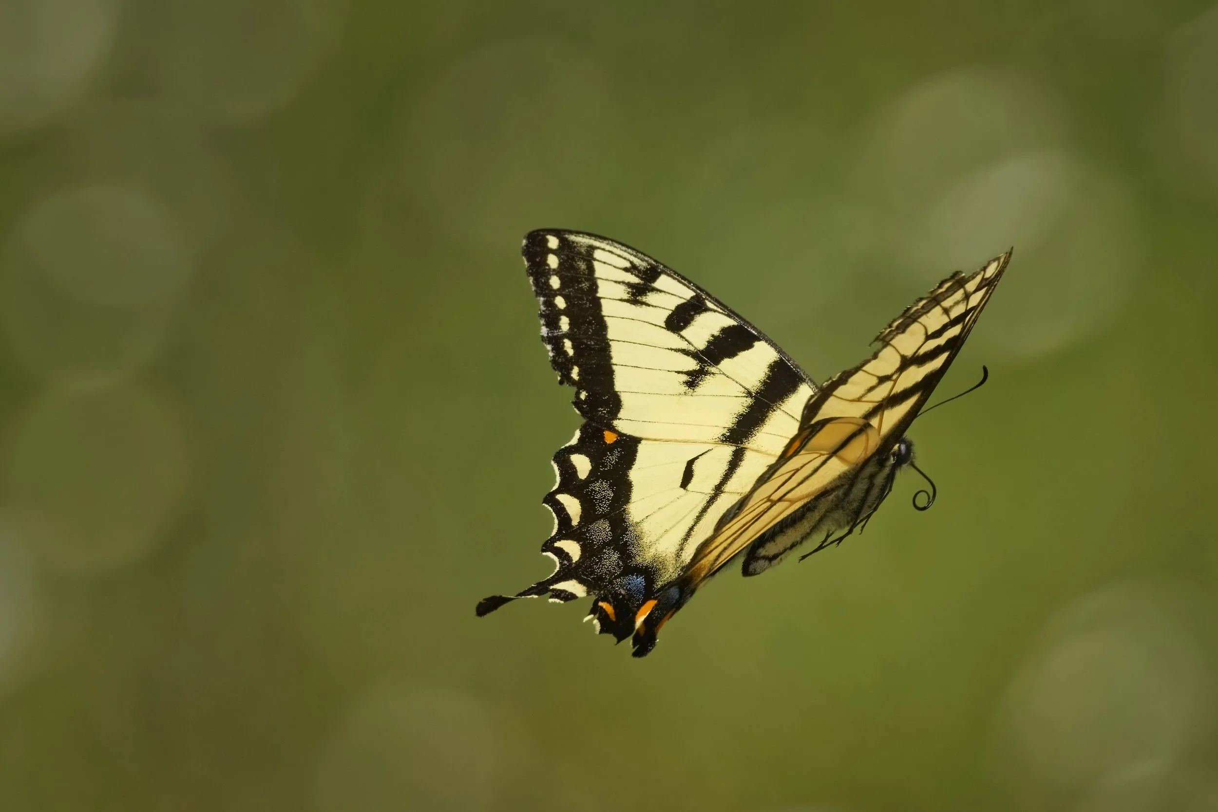 _74A0390_CF.jpg