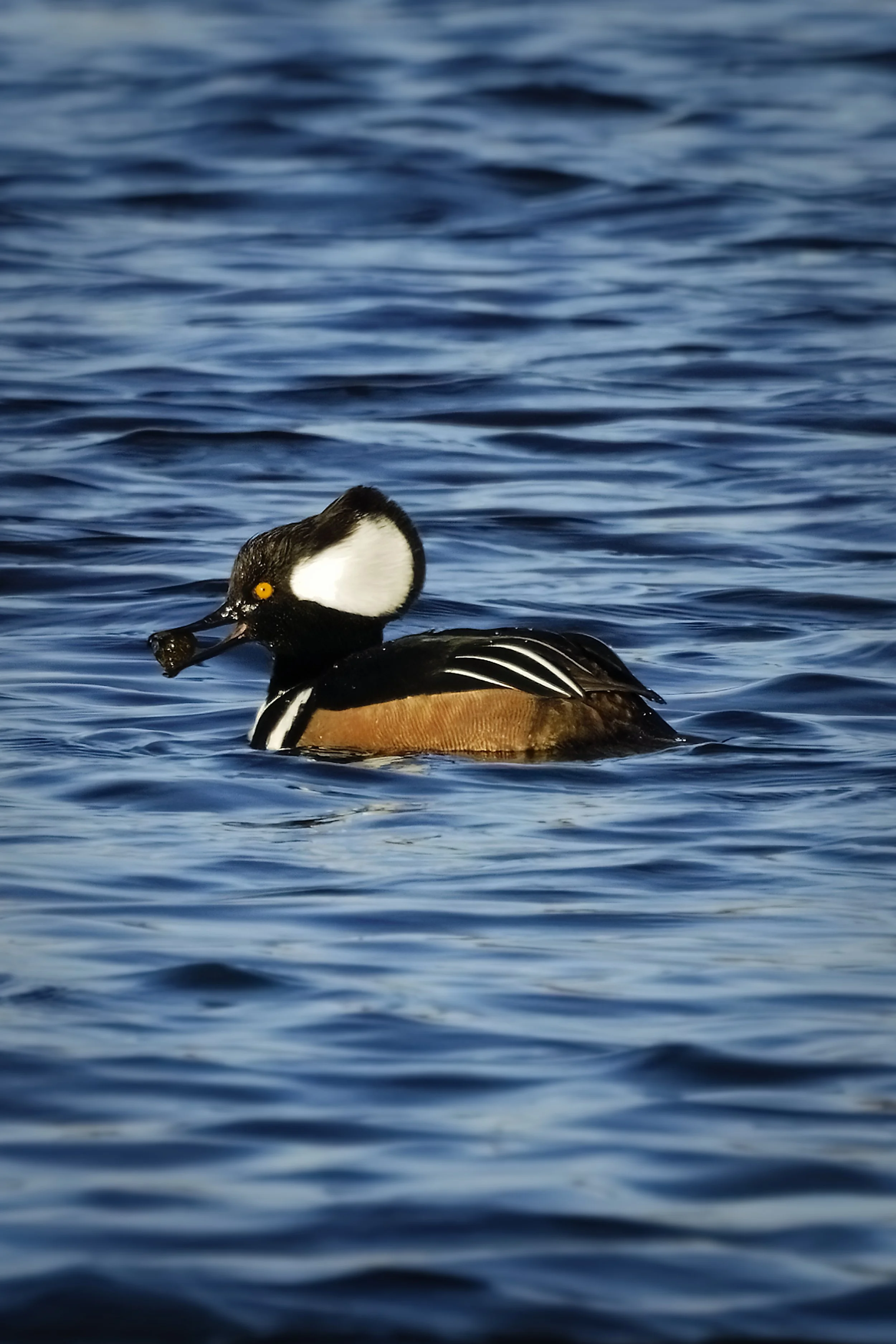 _74A0260_CF.jpg