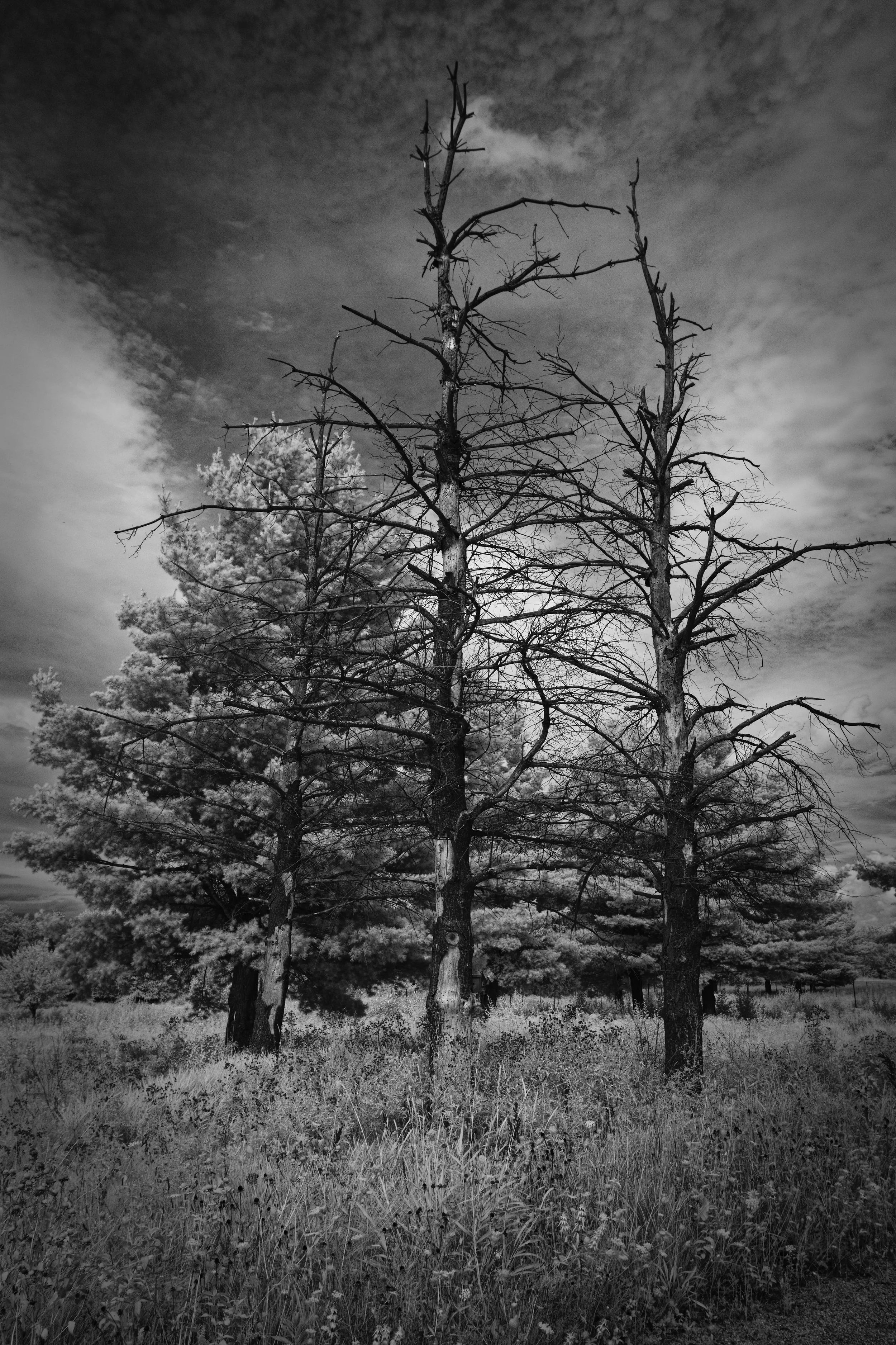 IRBW0827_01_K0A1313_CF.jpg