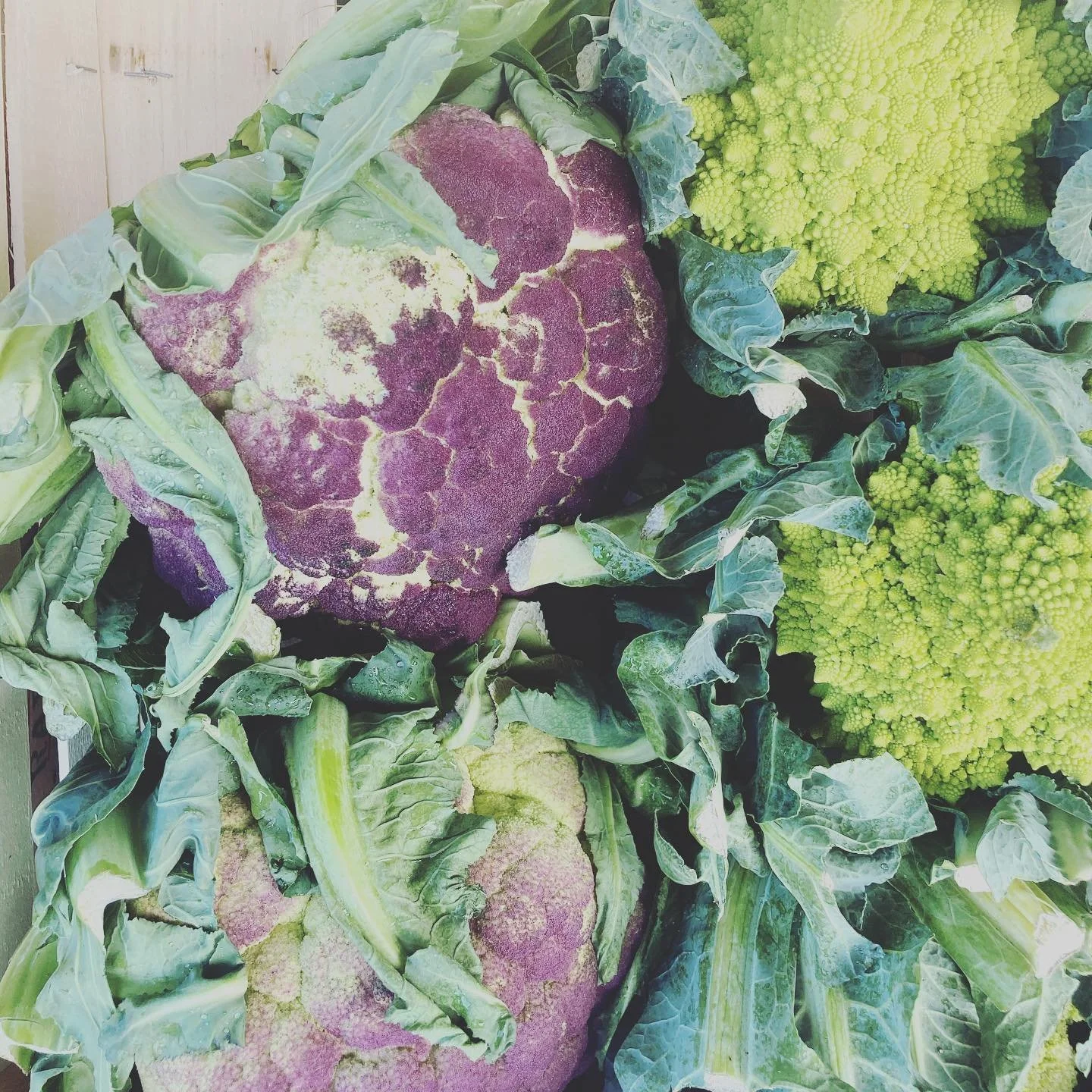 Casual fruit and veg on a Saturday with @nadia.fox__ @golbornedeli #walk #lockdownlols #veggiesofinstagram #portobelloroad #artichoke #rhubarb