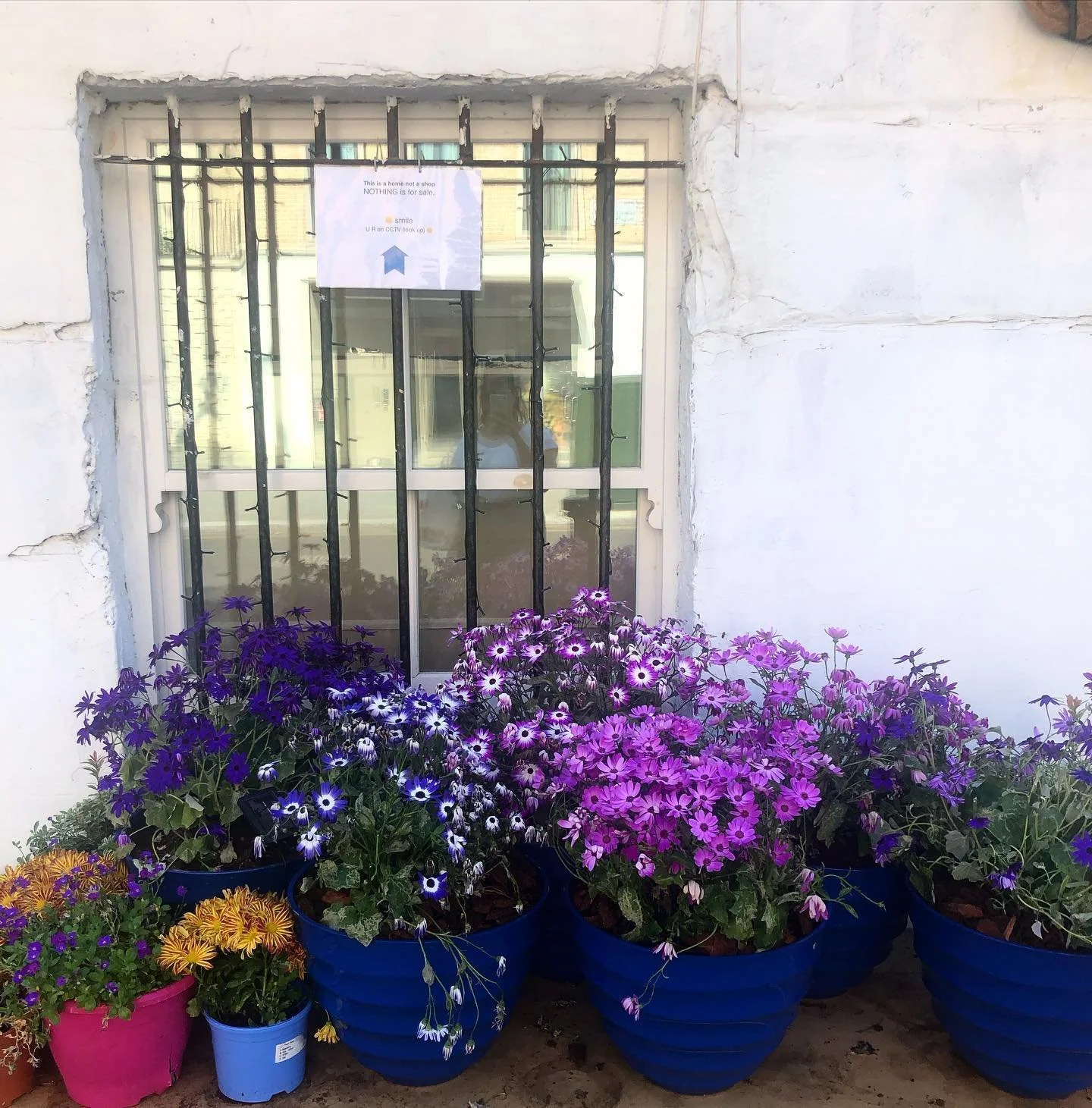 Notting Hill windows #sunnyday #windowplants #isolationinspiration #stilllife #isolationartist #artistinisolation