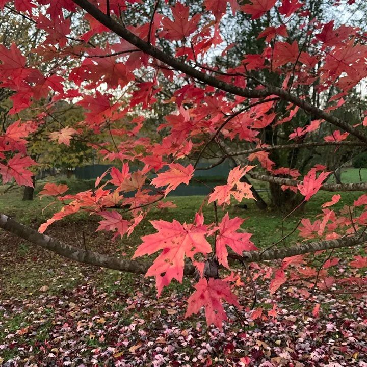 Close-up of a branch with red and pink maple leaves during fall, with a background of a park and fallen leaves on the ground.