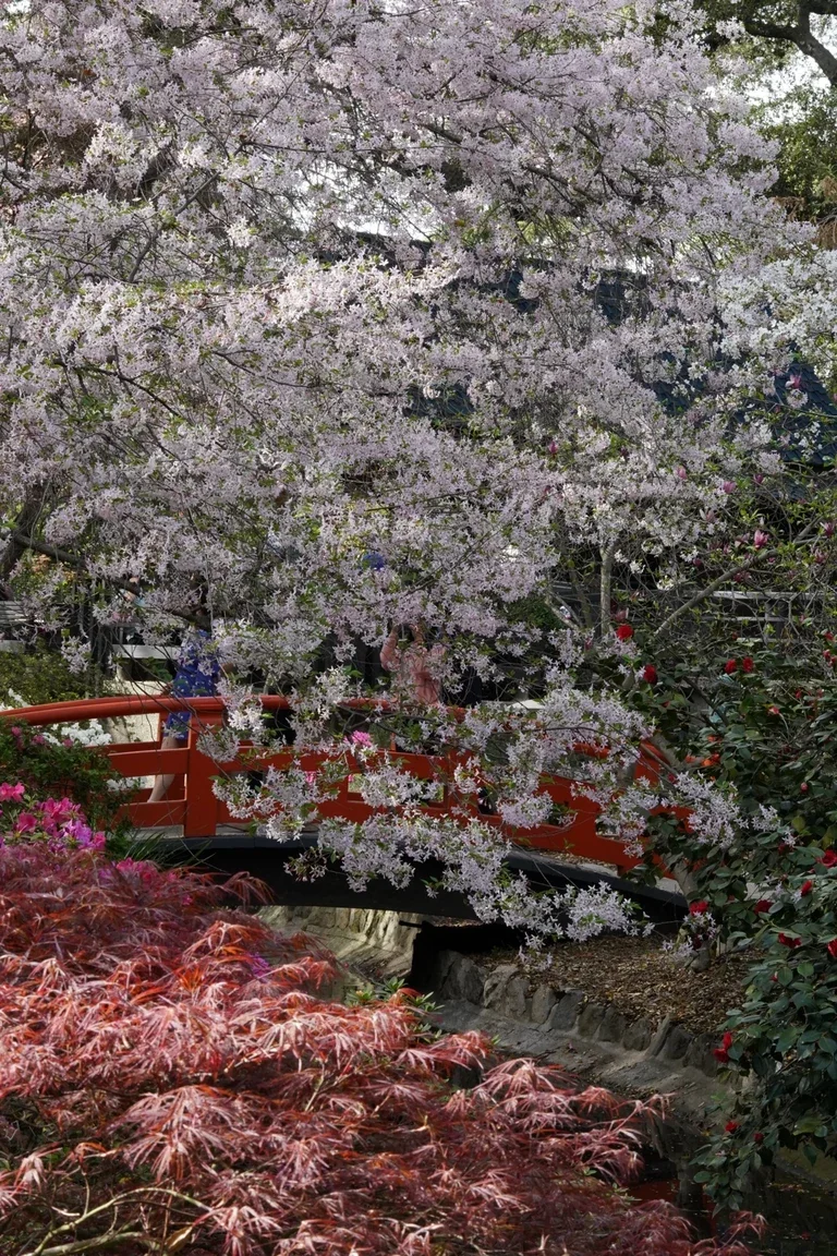 Cherry blossoms framing a red bridge at Descanso Gardens, California.