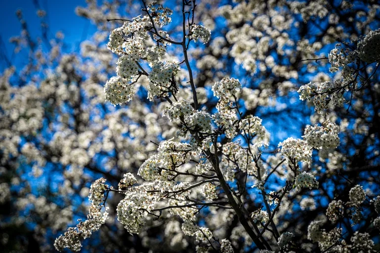 white-blossoms-blue-sky-768.webp