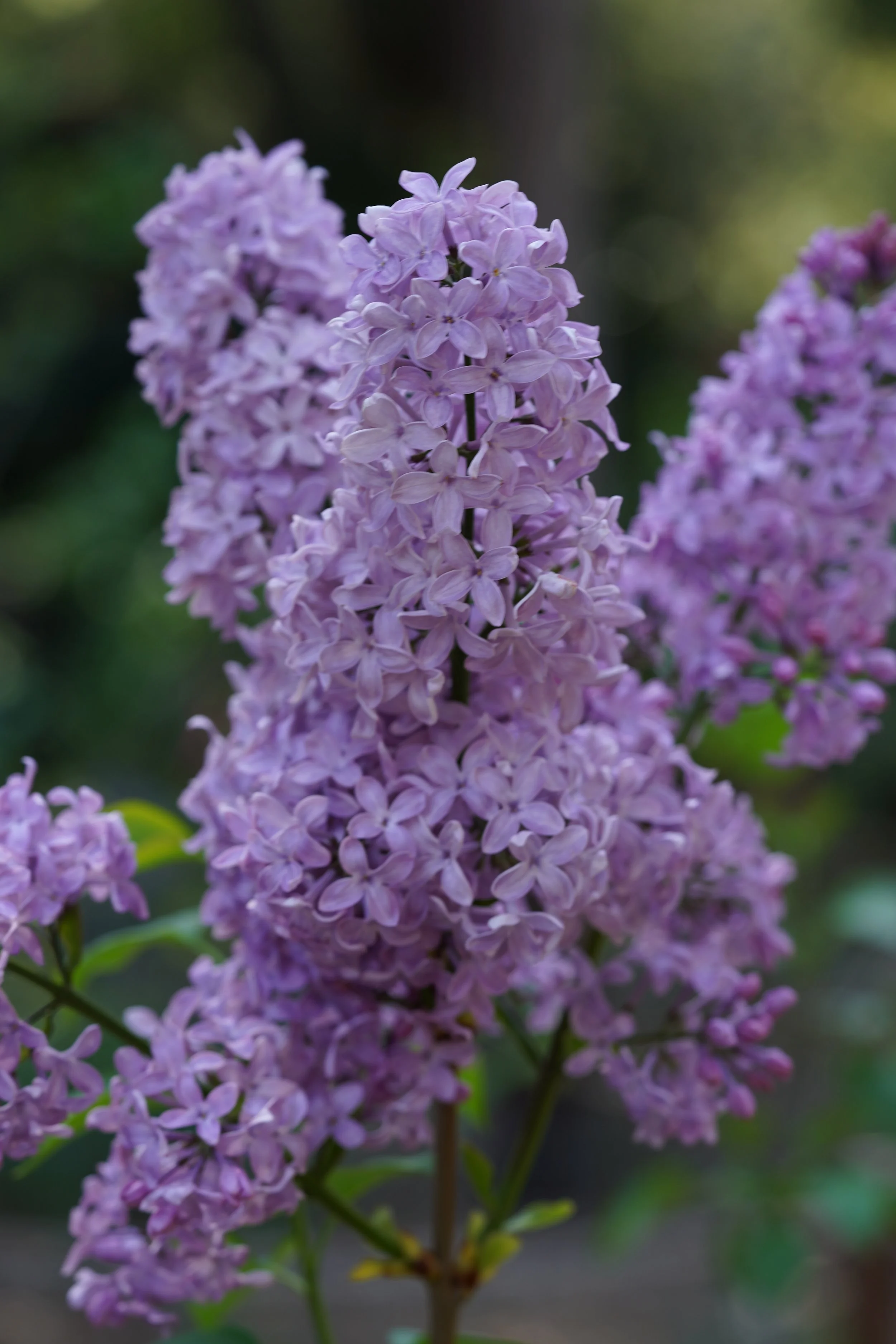 DSC06946.JPG