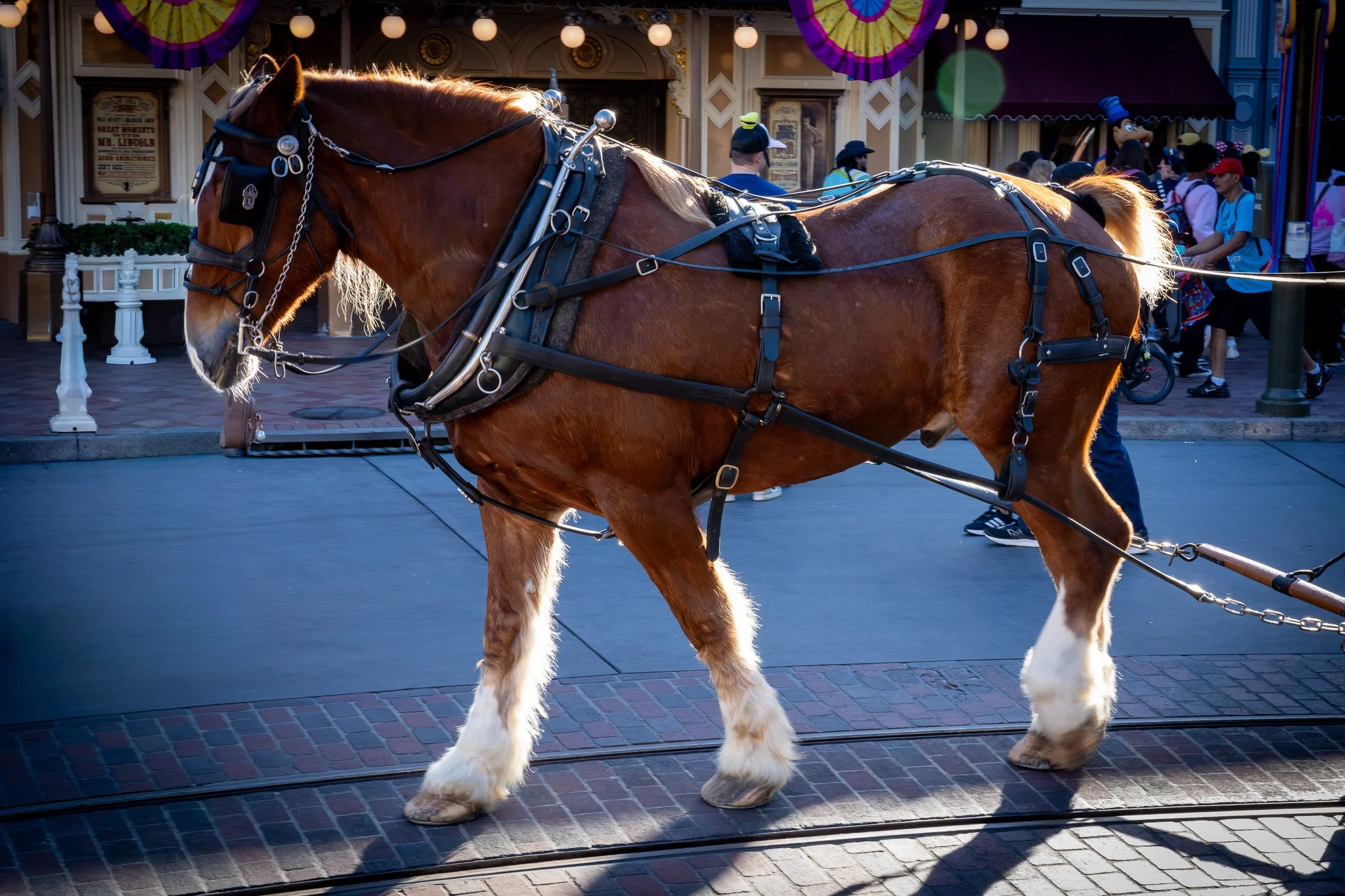 A horse with harness and reins standing on a street in front of a crowd and a building decorated with purple and yellow bunting and hanging lights.