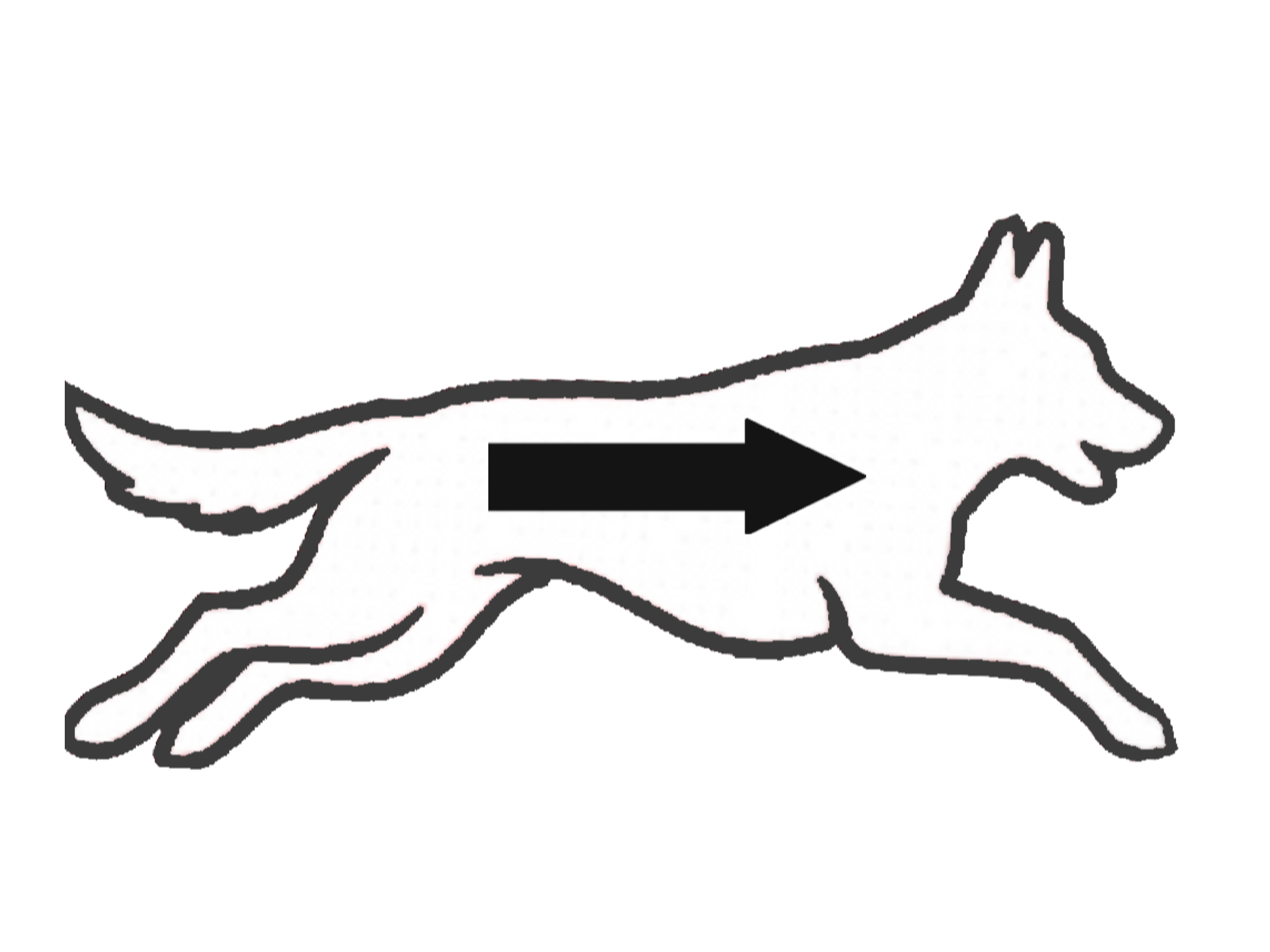 A black-and-white drawing of a dog with a large arrow pointing to its body.