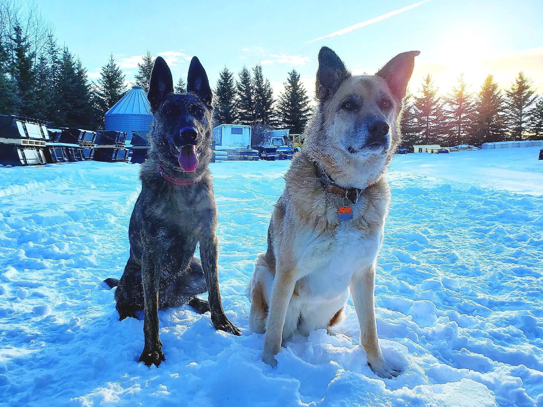 Two dogs, one brindle and one light-colored, sitting on the snow with a background of trees and storage containers, during sunset.
