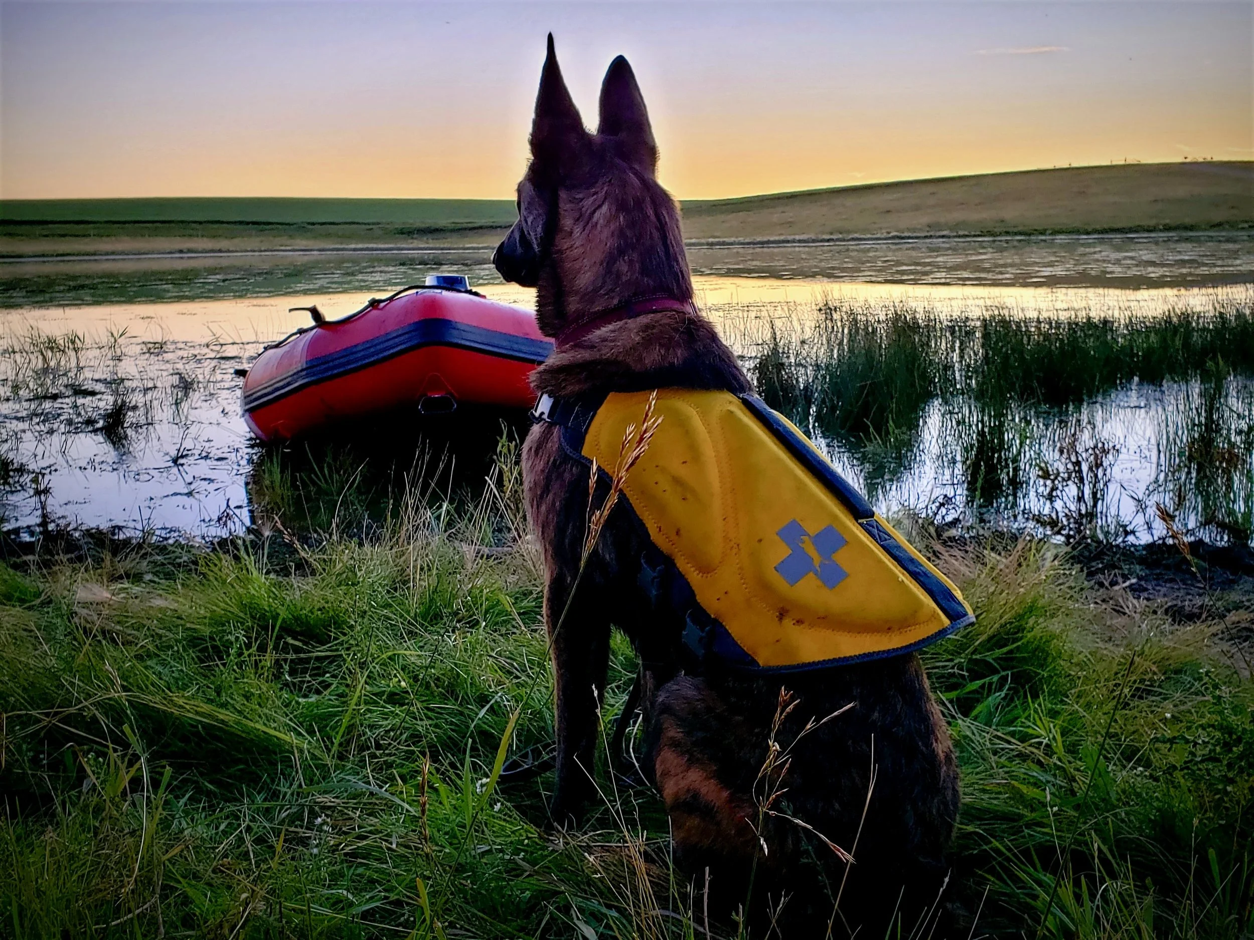 A Dutch Shepherd dog with pointed ears and a life jacket, sitting by a rescue boat near a body of water at sunset, looking at the horizon.