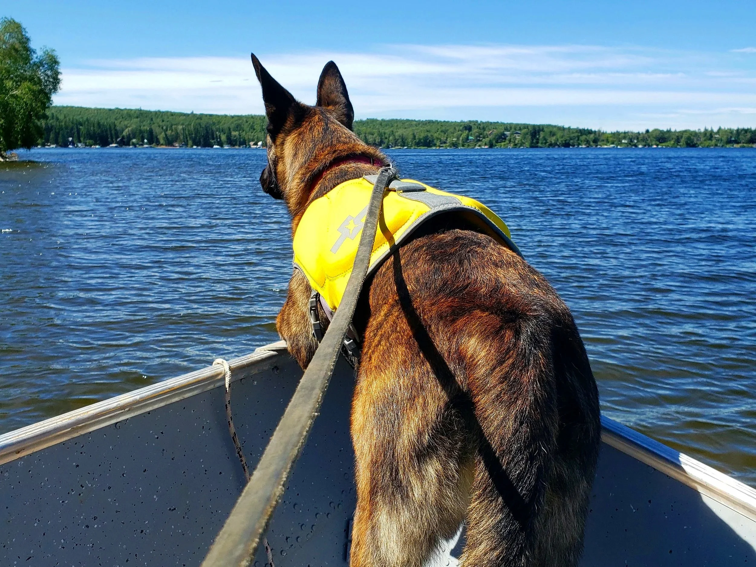Dog on a boat searching for a missing person on a lake with trees in the background and clear blue sky.