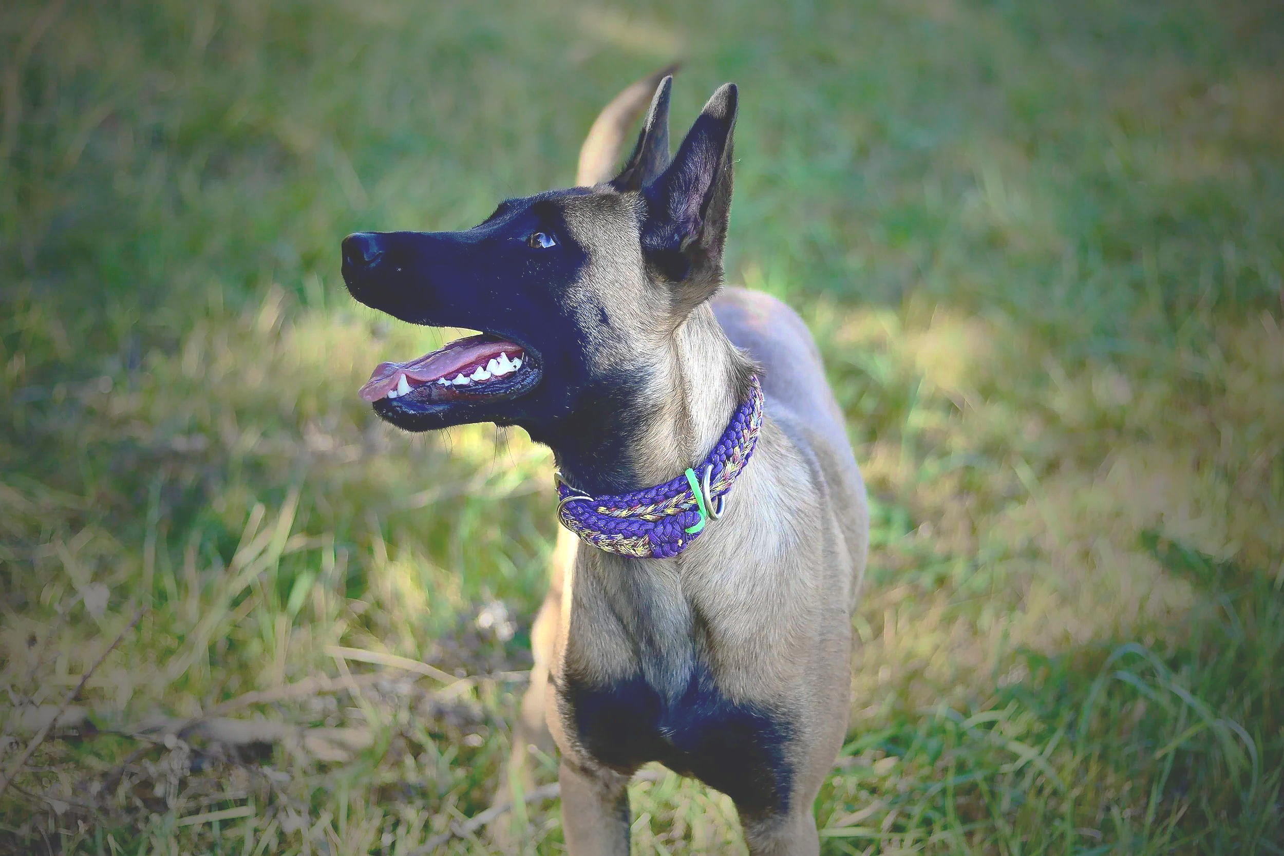 Young Belgian Malinois dog outdoors in grassy area, wearing a purple collar, looking to the left with its tongue slightly out.