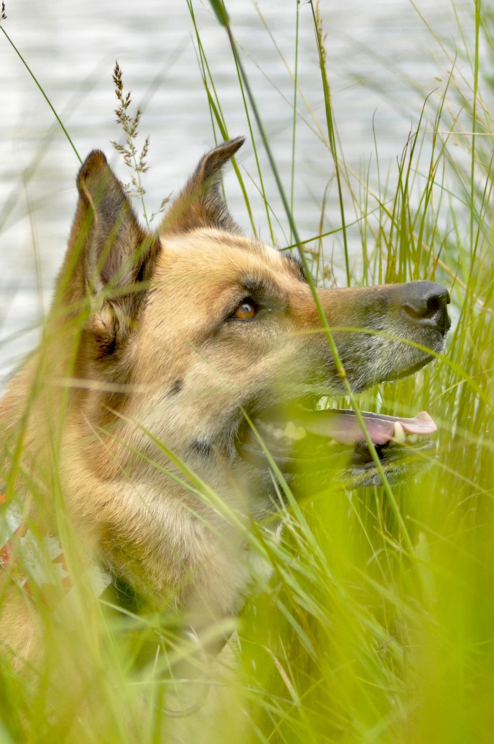 A dog with tan and black fur in tall green grass near water, with its mouth open and tongue out, surrounded by reeds.