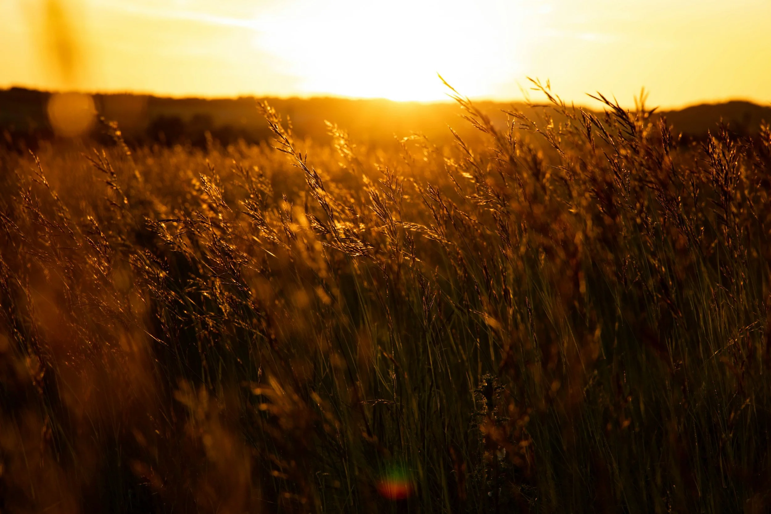 A field of tall grass illuminated by the setting sun with a bright horizon and warm glow.