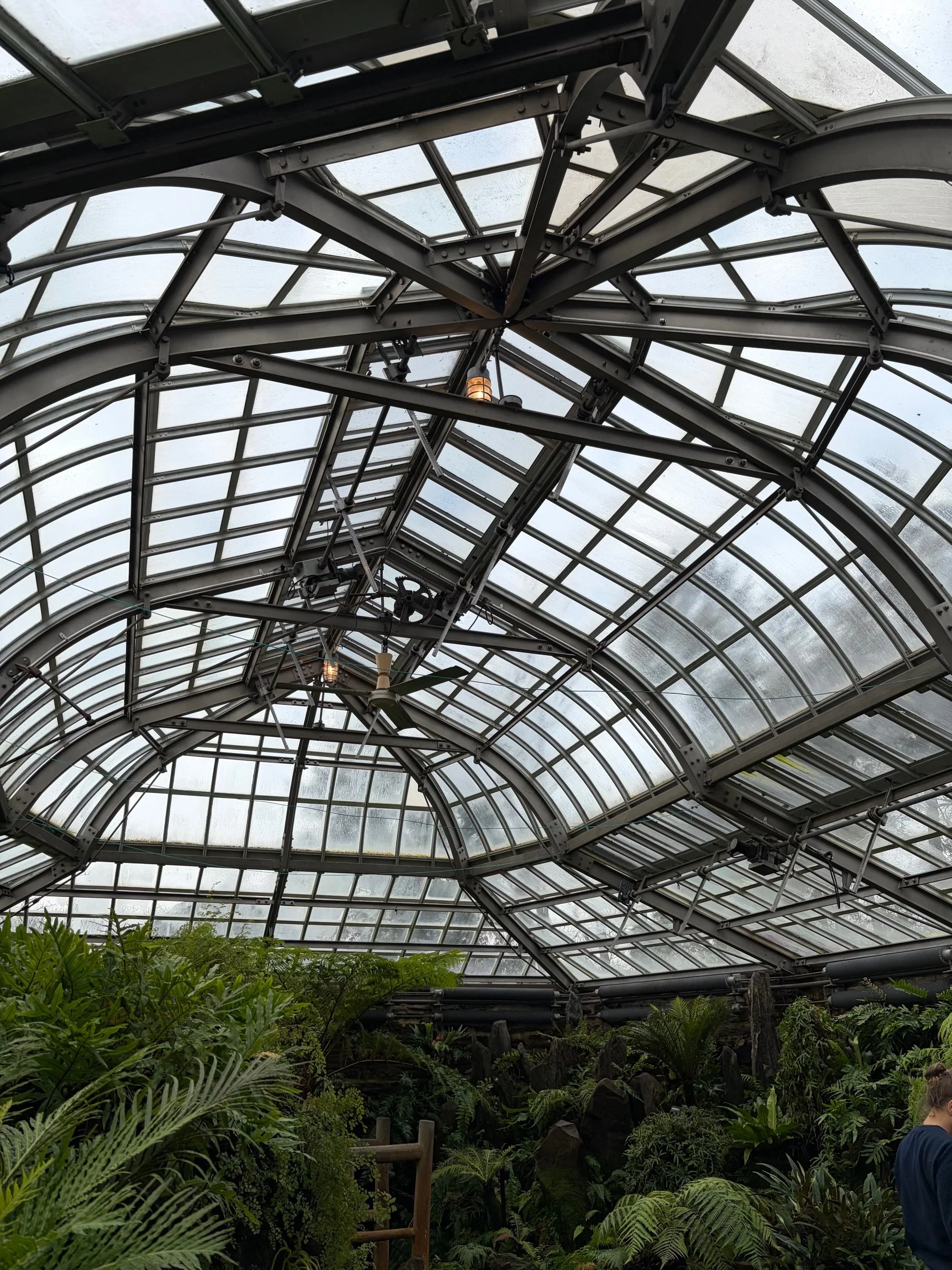 Inside a greenhouse with an arched glass ceiling, lush green plants and ferns grow at the bottom, while metal structural supports and a few lights are visible overhead.