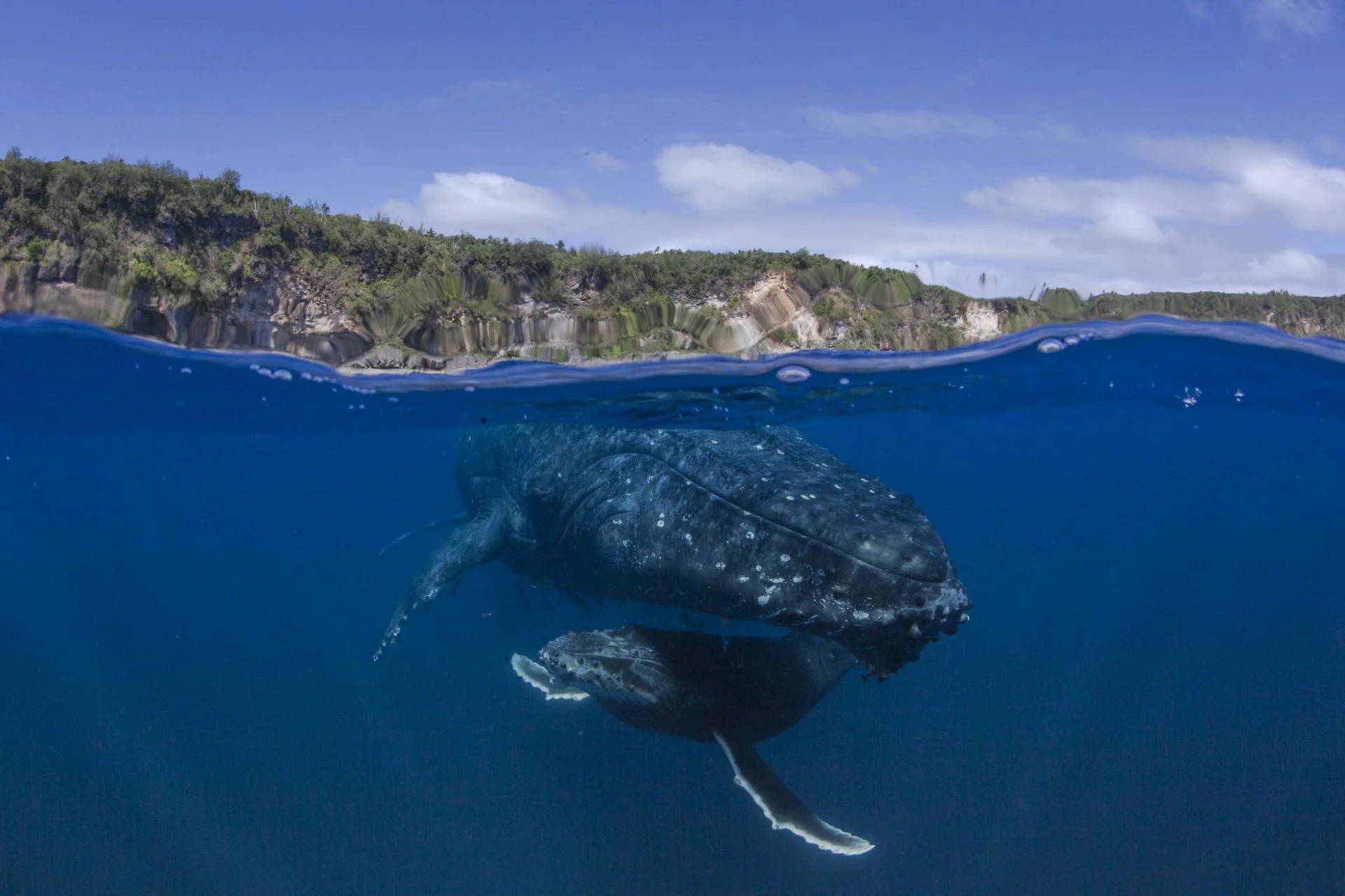 Underwater view of a whale shark swimming near the ocean surface with a rocky island coastline in the background.