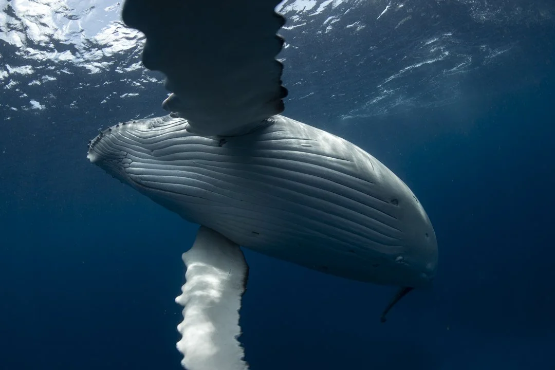 A whale swimming underwater with the surface visible above.