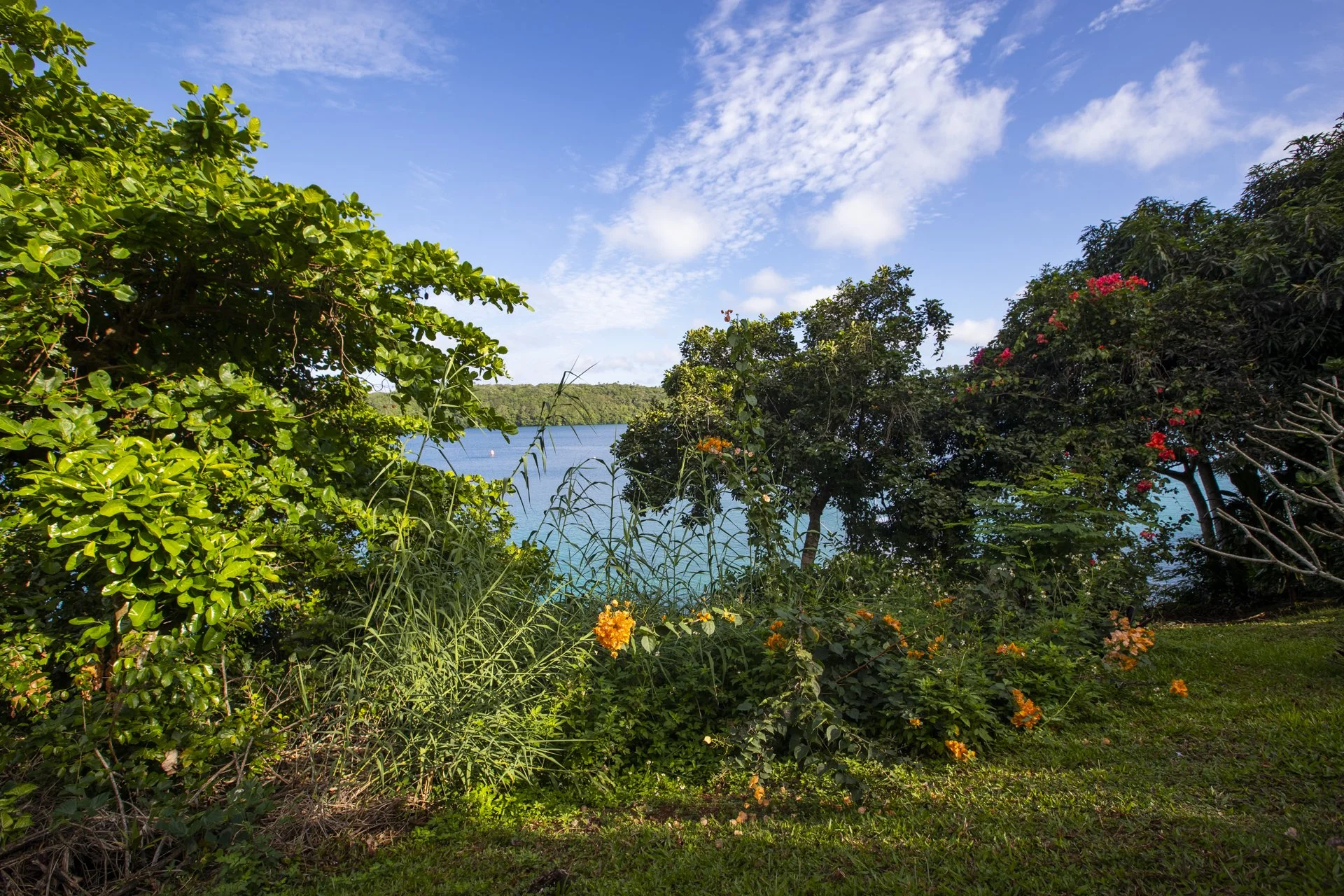 View of trees and lush green foliage near a body of water with a sailboat, under a partly cloudy blue sky.
