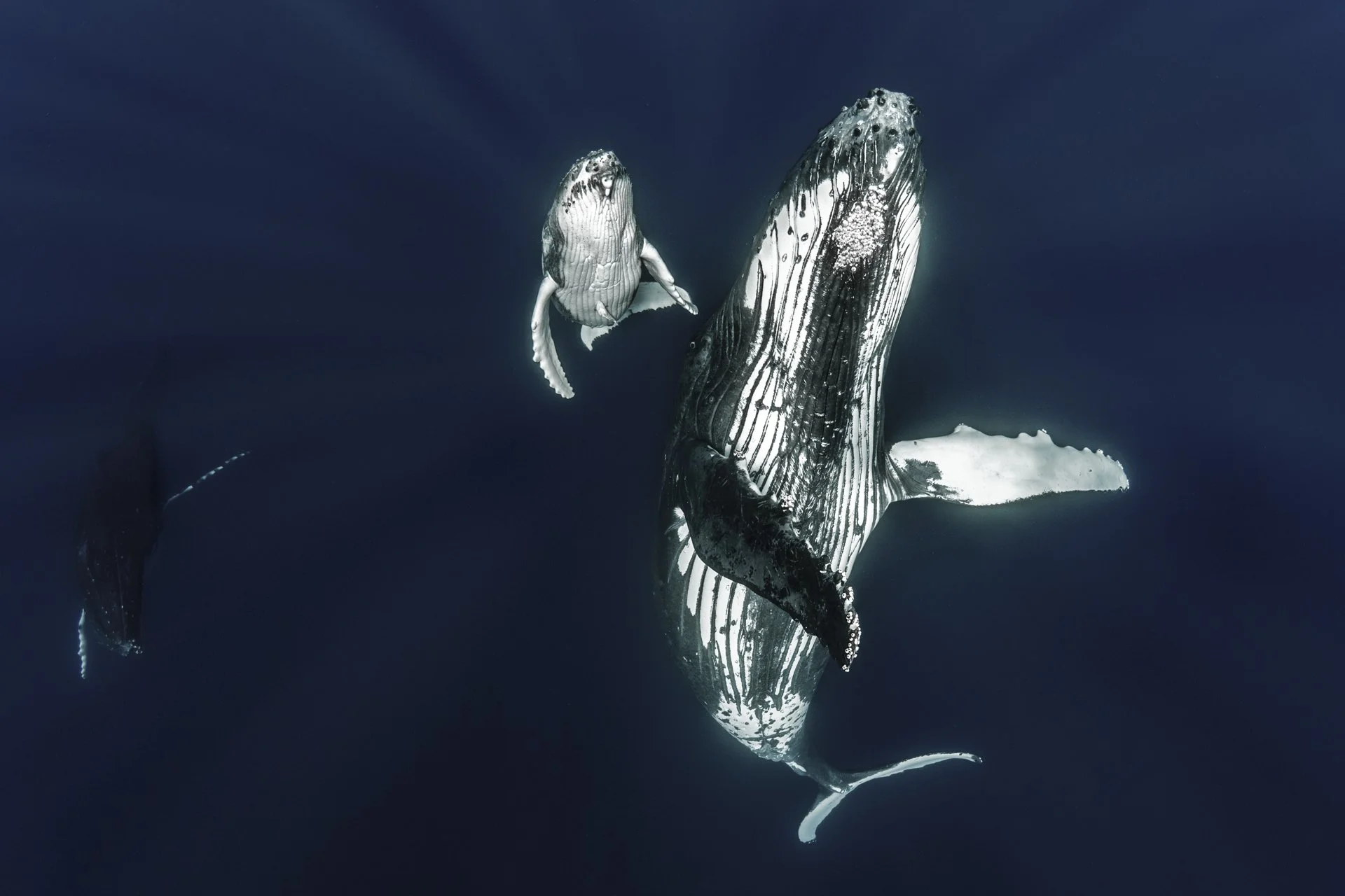 Humpback whale and calf swimming together in the clear waters of Tonga.