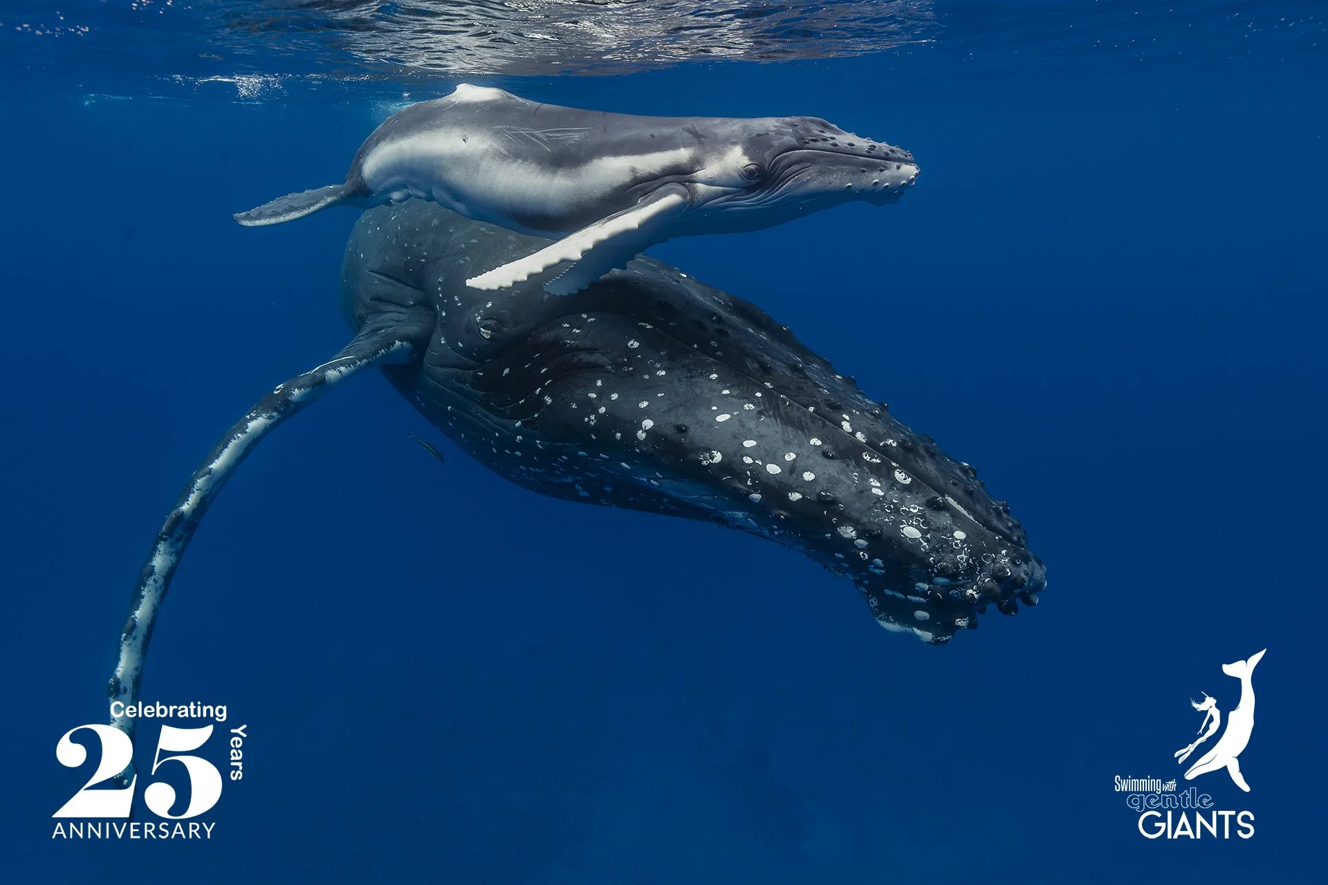 25th Anniversary – Swimming with whales in Tonga