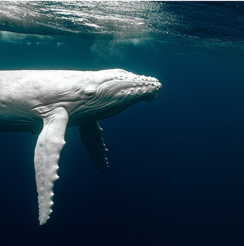 Rare Albino Calves &amp; the Power of Citizen Science