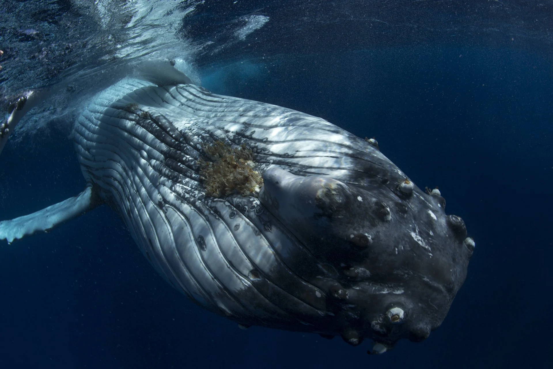 Feature Short Film – International Ocean Film Festival