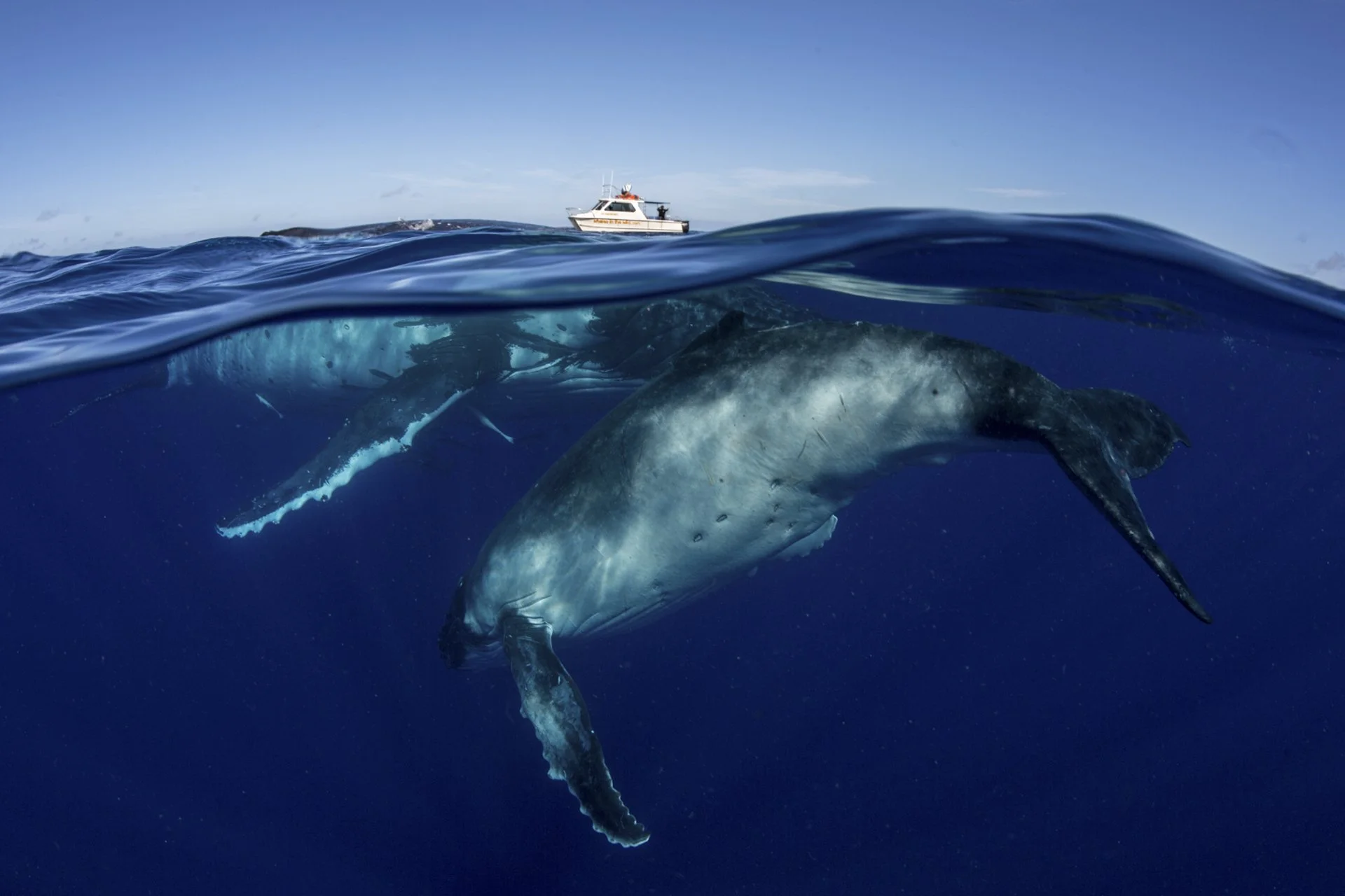 And that’s a wrap: 2018 Tonga whale season