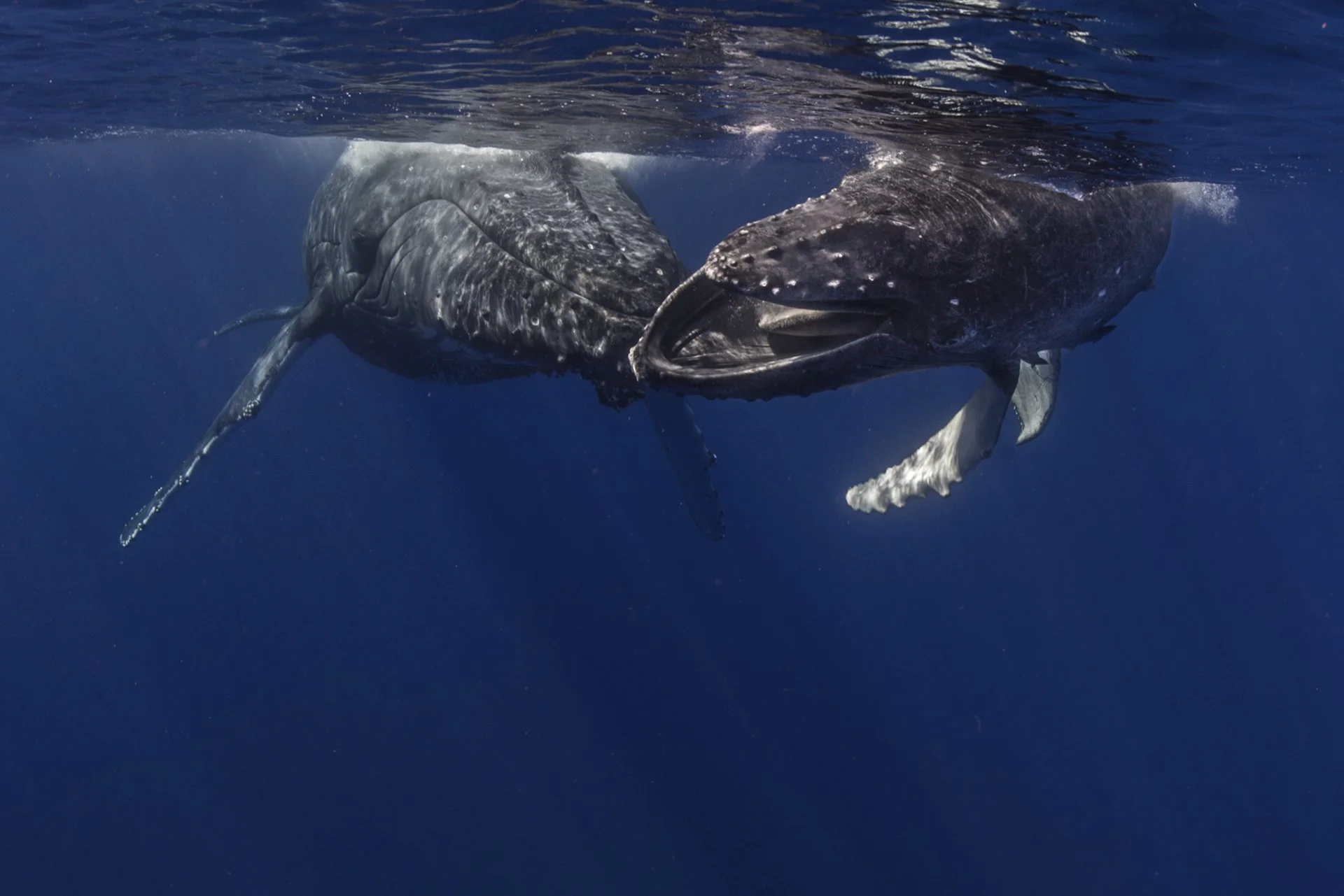Another amazing season in Tonga