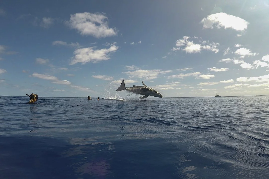Baby Whale Breach