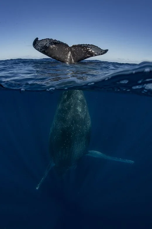 A Tail in the air wins the Asferico International Nature Awards