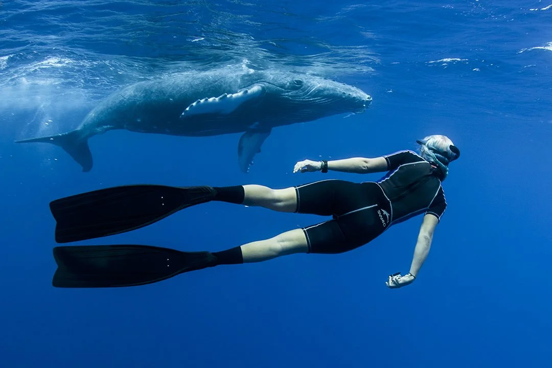 Tonga Whale Swim – Availabilities 2019